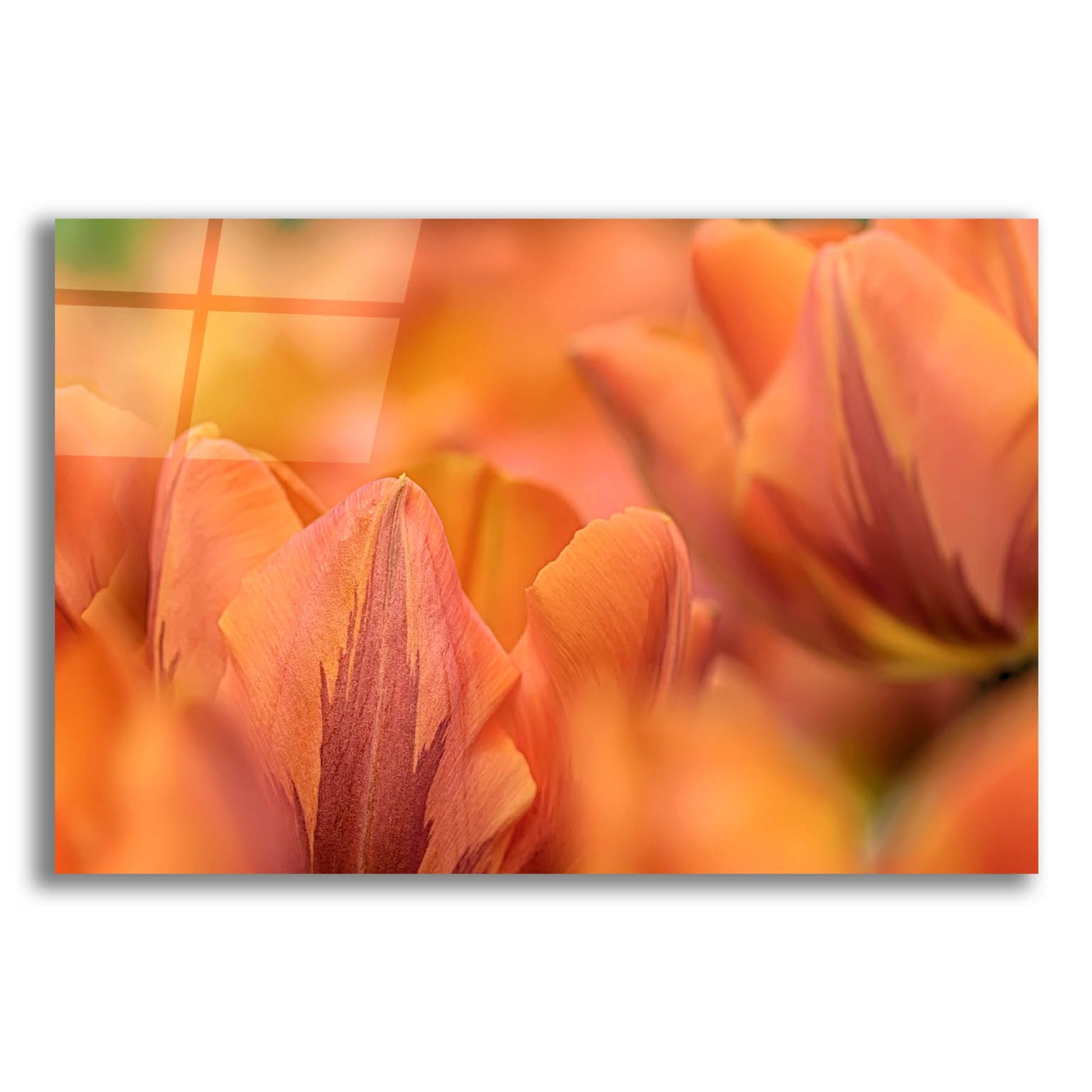 Epic Art 'Orange Tulips' by Cora Niele, Acrylic Glass Wall Art,16x12