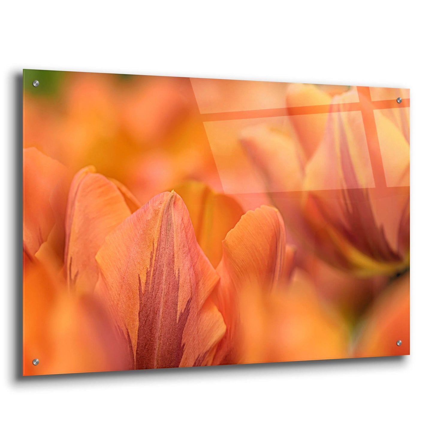 Epic Art 'Orange Tulips' by Cora Niele, Acrylic Glass Wall Art,36x24