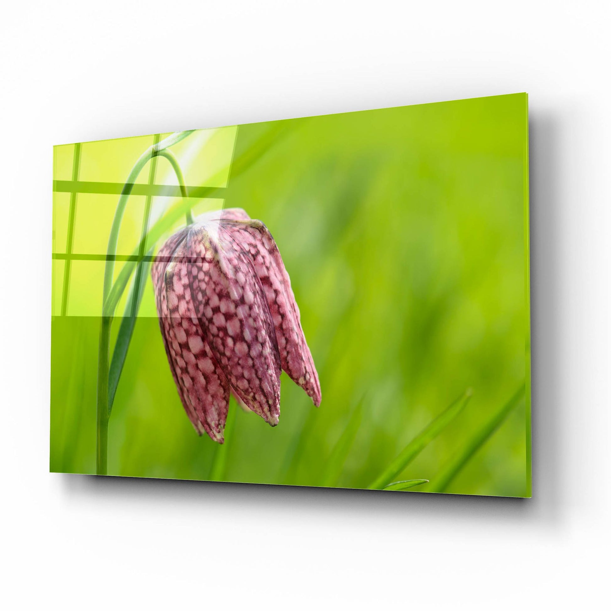 Epic Art 'Snake's Head Fritillary Flower' by Cora Niele, Acrylic Glass Wall Art,16x12