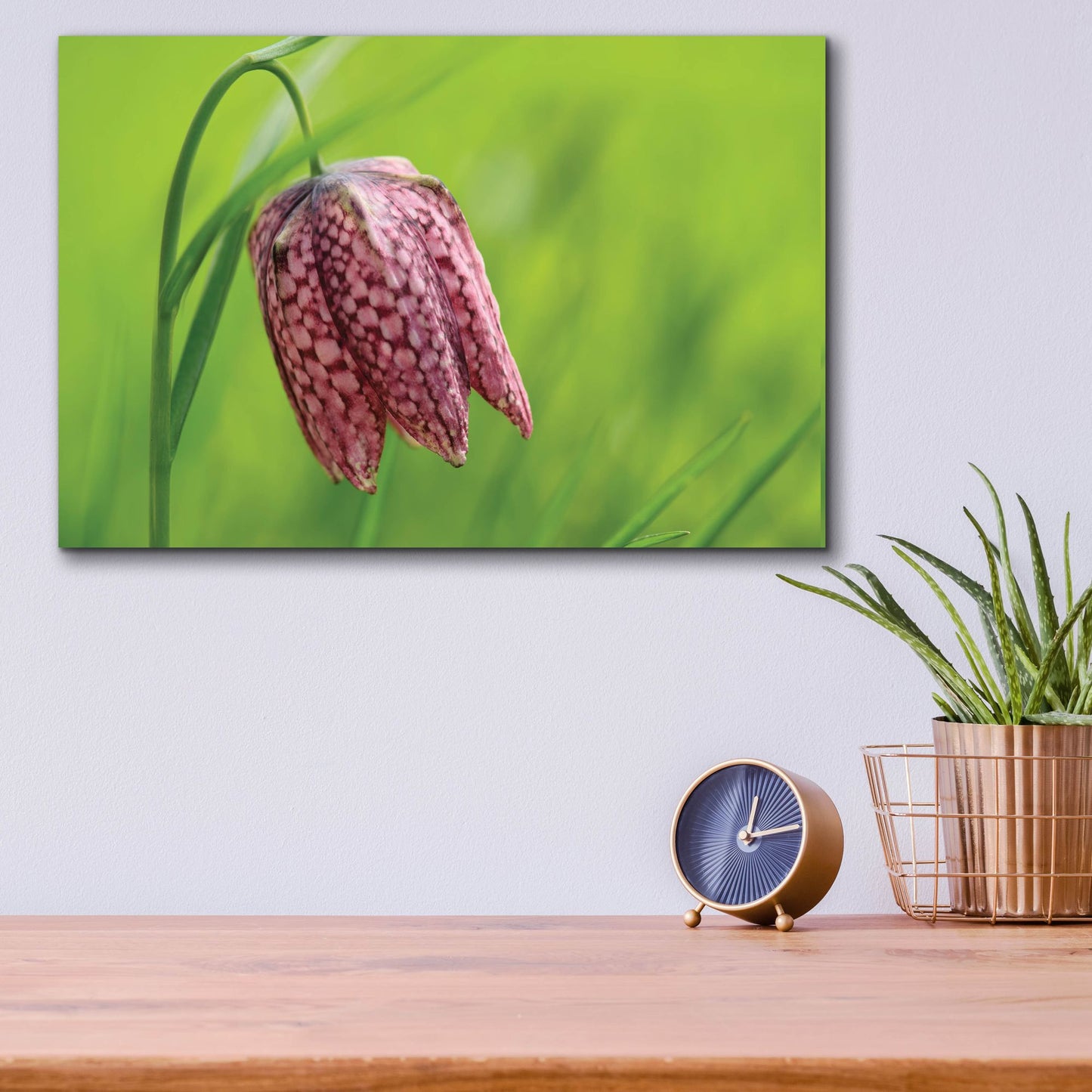 Epic Art 'Snake's Head Fritillary Flower' by Cora Niele, Acrylic Glass Wall Art,16x12