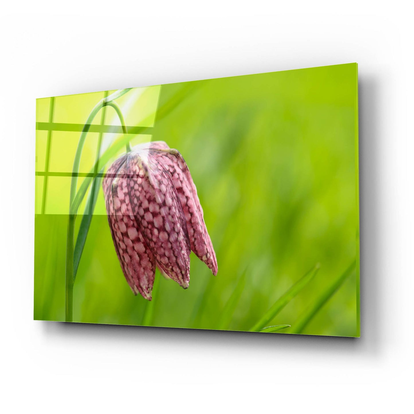 Epic Art 'Snake's Head Fritillary Flower' by Cora Niele, Acrylic Glass Wall Art,24x16