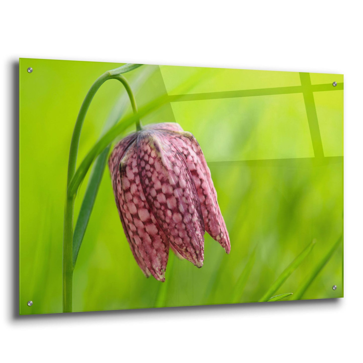 Epic Art 'Snake's Head Fritillary Flower' by Cora Niele, Acrylic Glass Wall Art,36x24