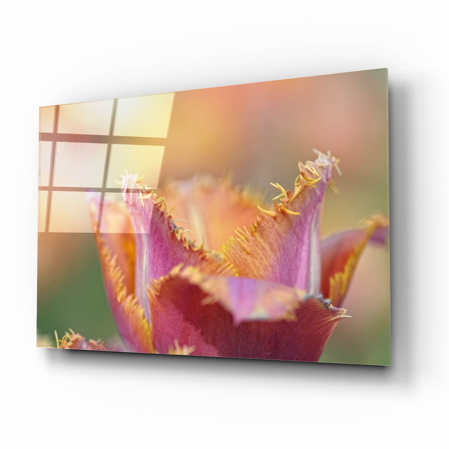 Epic Art 'Tulip Crispa' by Cora Niele, Acrylic Glass Wall Art,16x12