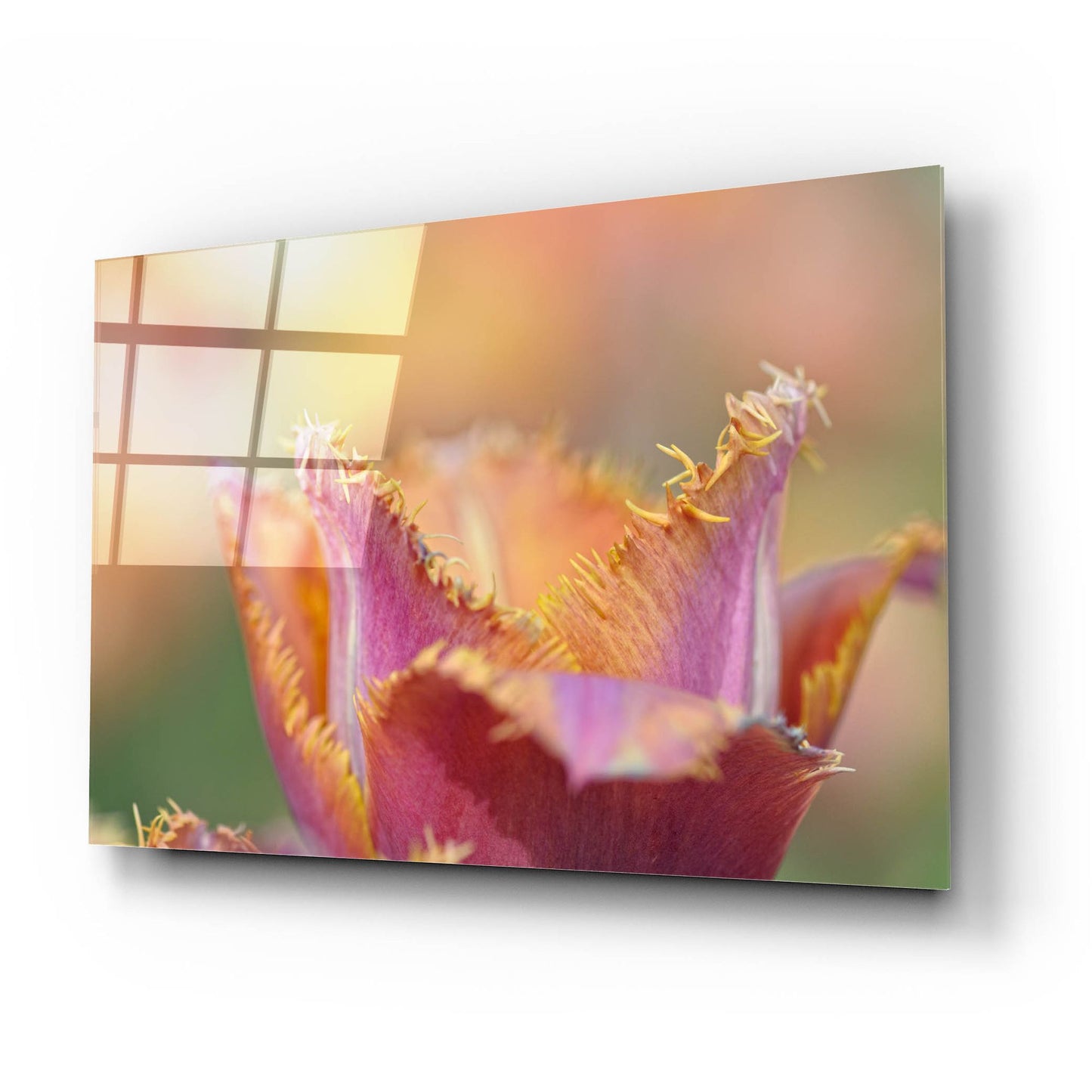 Epic Art 'Tulip Crispa' by Cora Niele, Acrylic Glass Wall Art,24x16