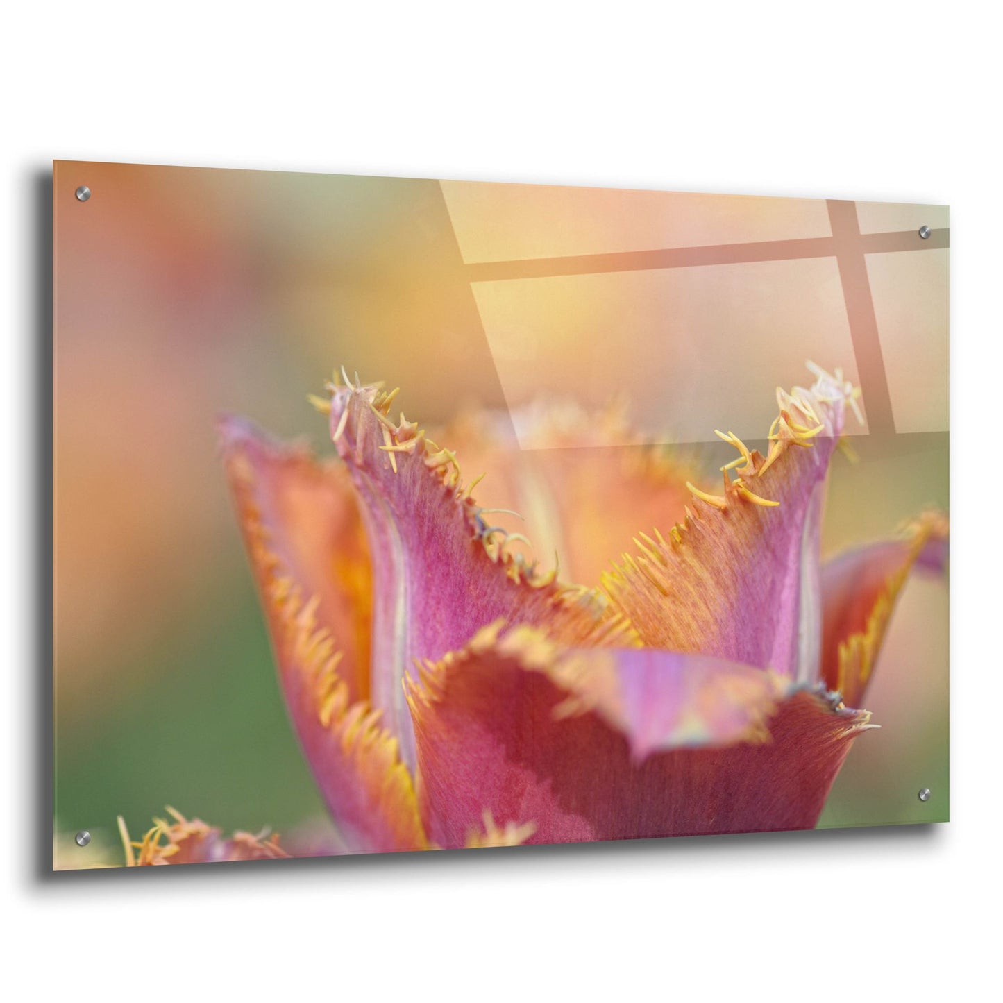 Epic Art 'Tulip Crispa' by Cora Niele, Acrylic Glass Wall Art,36x24