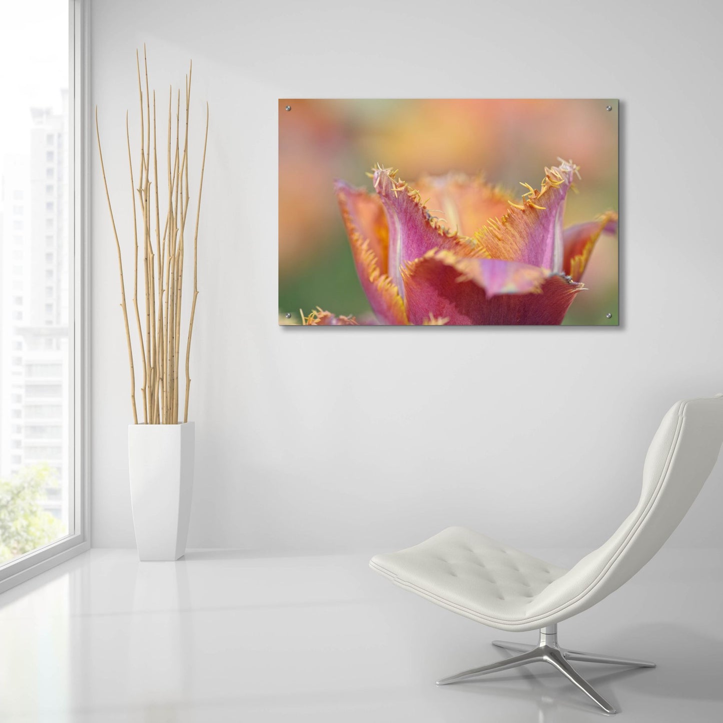 Epic Art 'Tulip Crispa' by Cora Niele, Acrylic Glass Wall Art,36x24