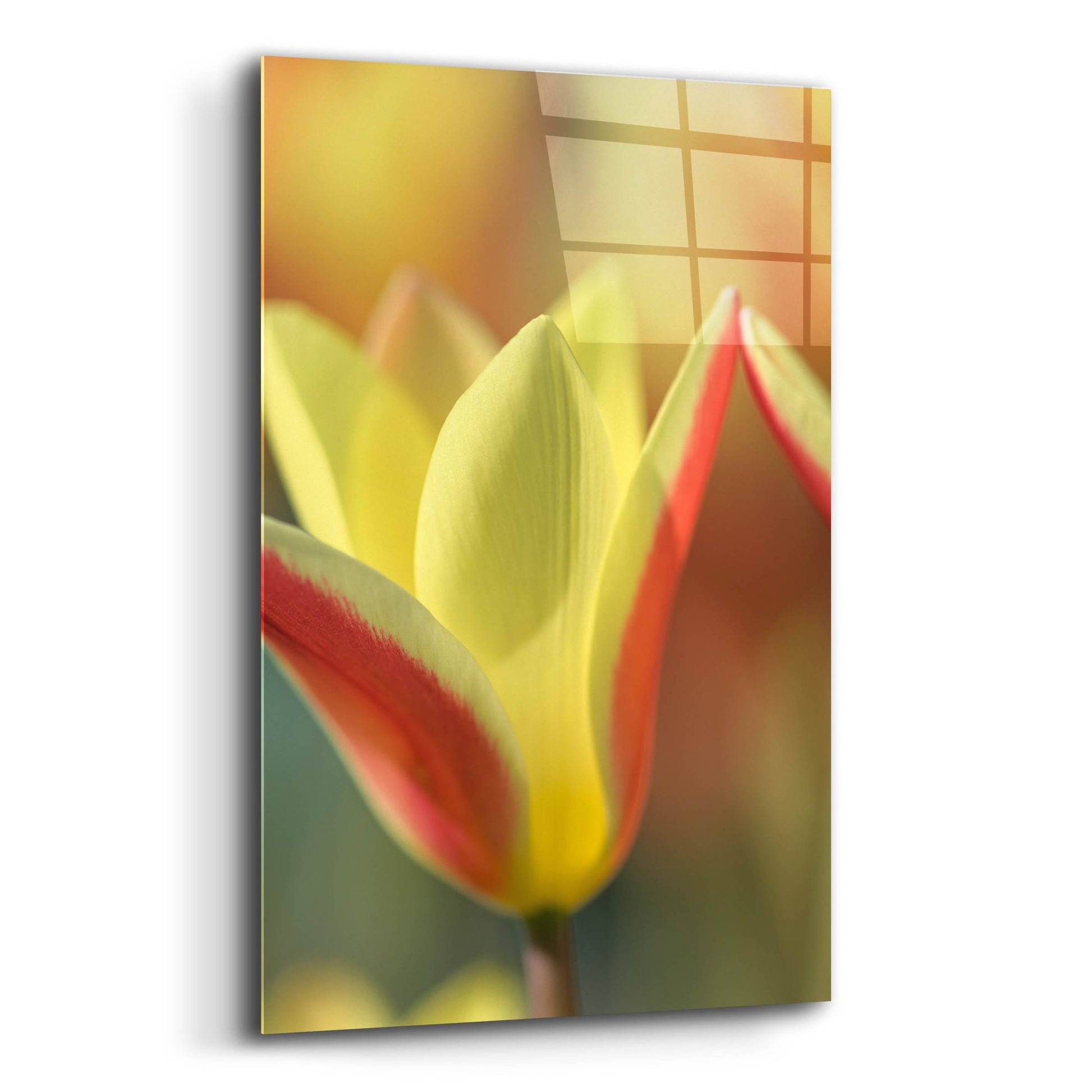 Epic Art 'Tulip Tinka' by Cora Niele, Acrylic Glass Wall Art,12x16