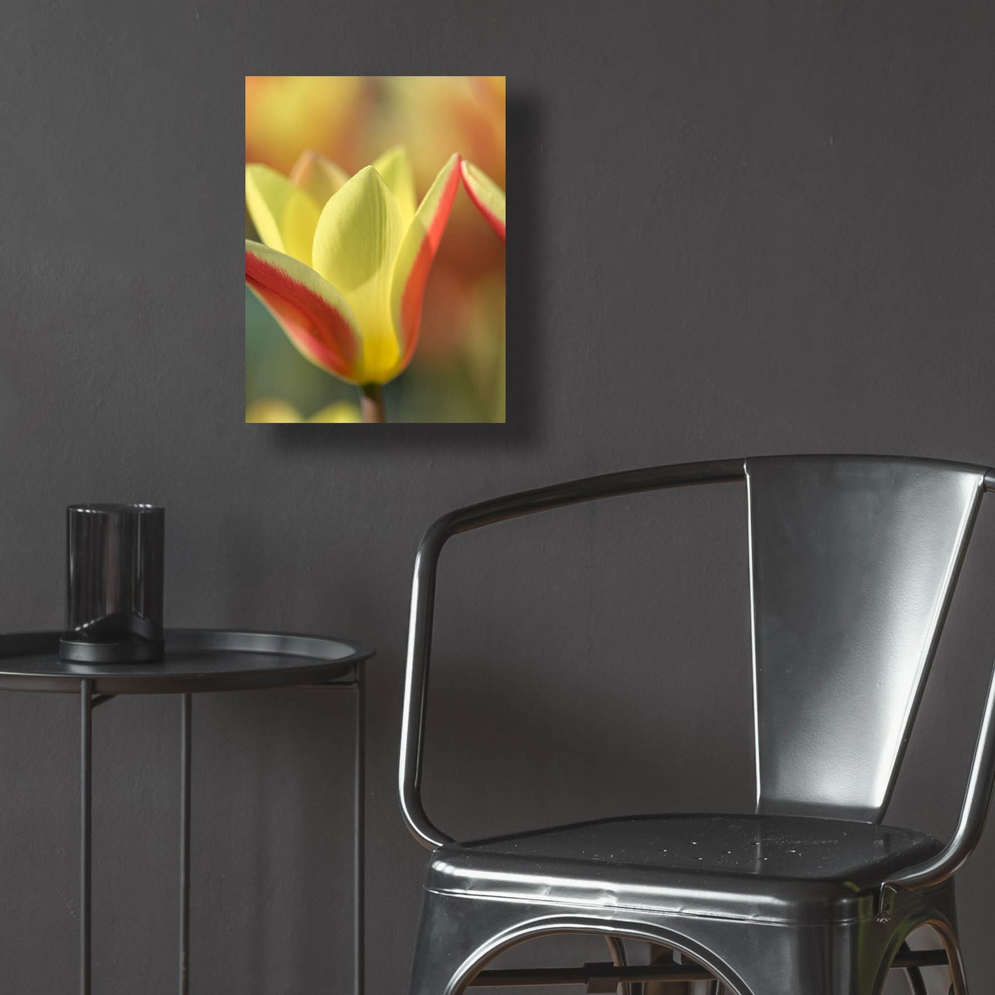 Epic Art 'Tulip Tinka' by Cora Niele, Acrylic Glass Wall Art,12x16