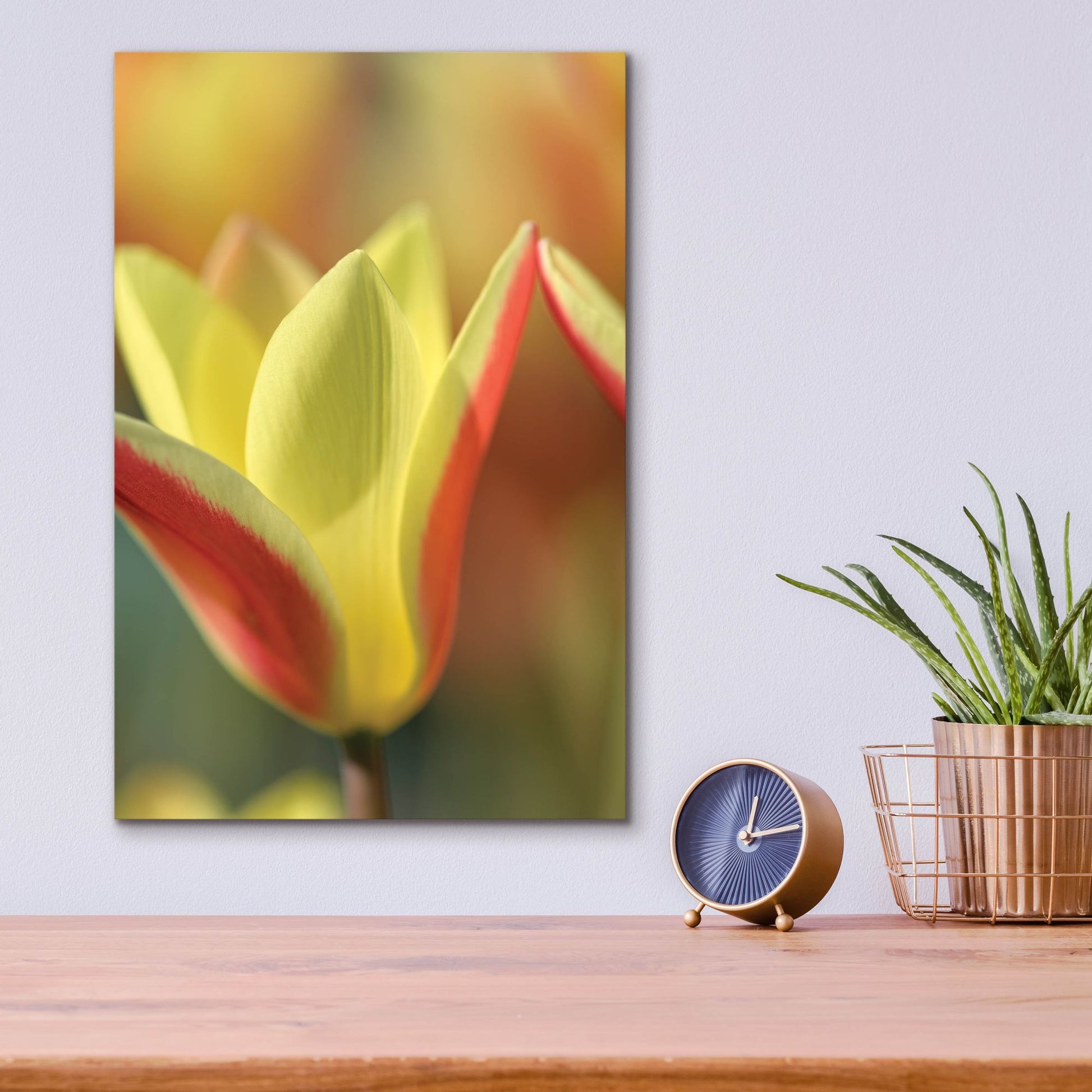 Epic Art 'Tulip Tinka' by Cora Niele, Acrylic Glass Wall Art,12x16