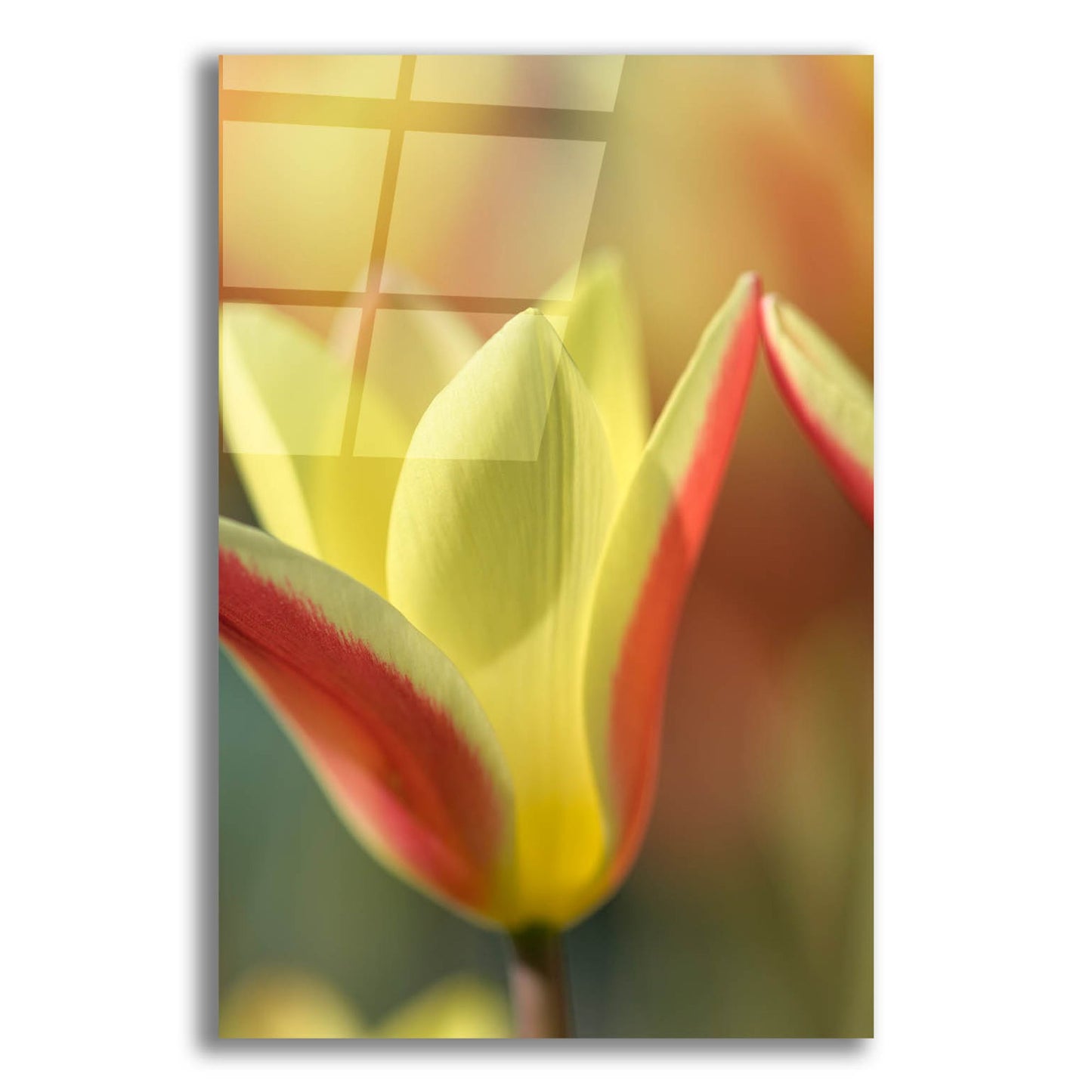 Epic Art 'Tulip Tinka' by Cora Niele, Acrylic Glass Wall Art,12x16