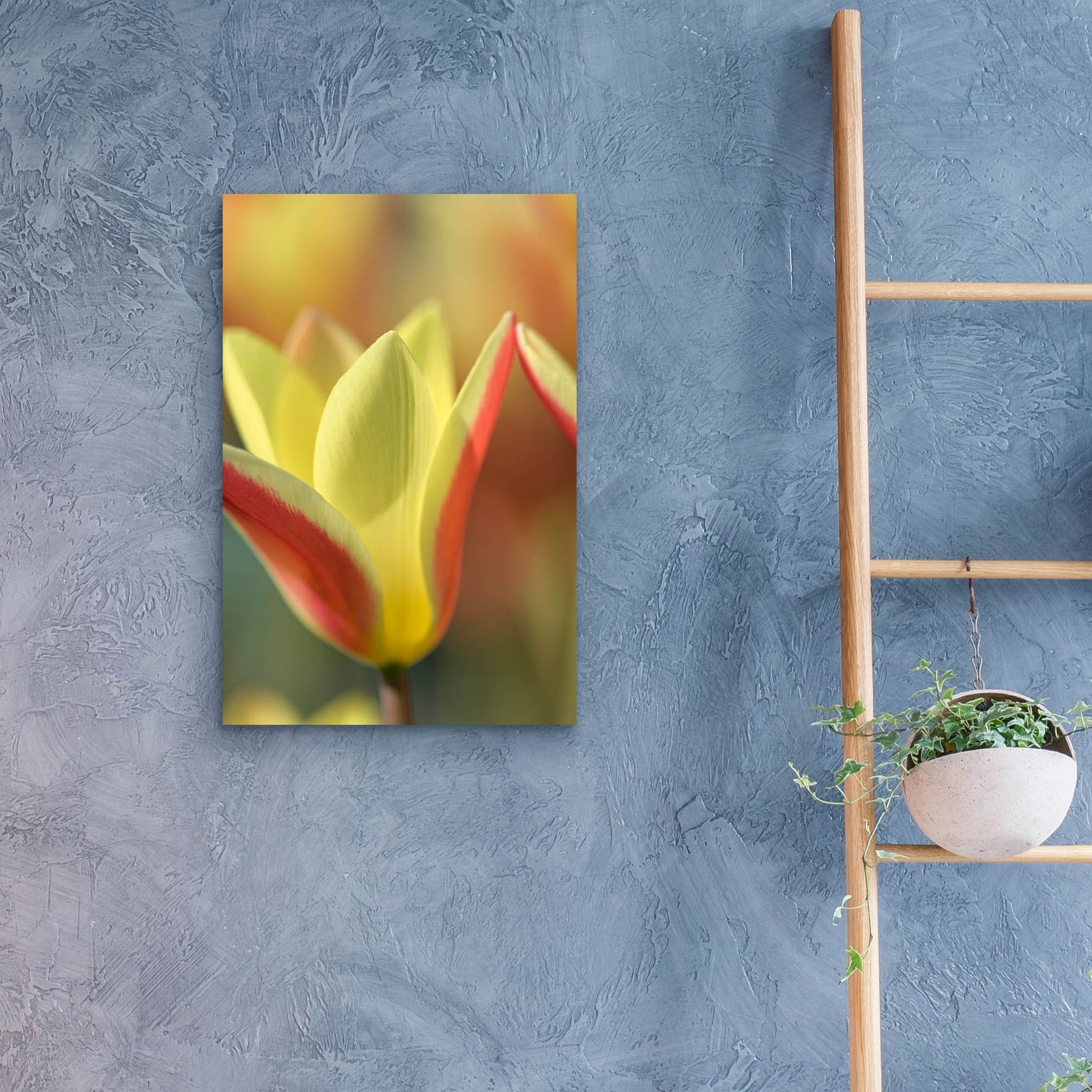 Epic Art 'Tulip Tinka' by Cora Niele, Acrylic Glass Wall Art,16x24