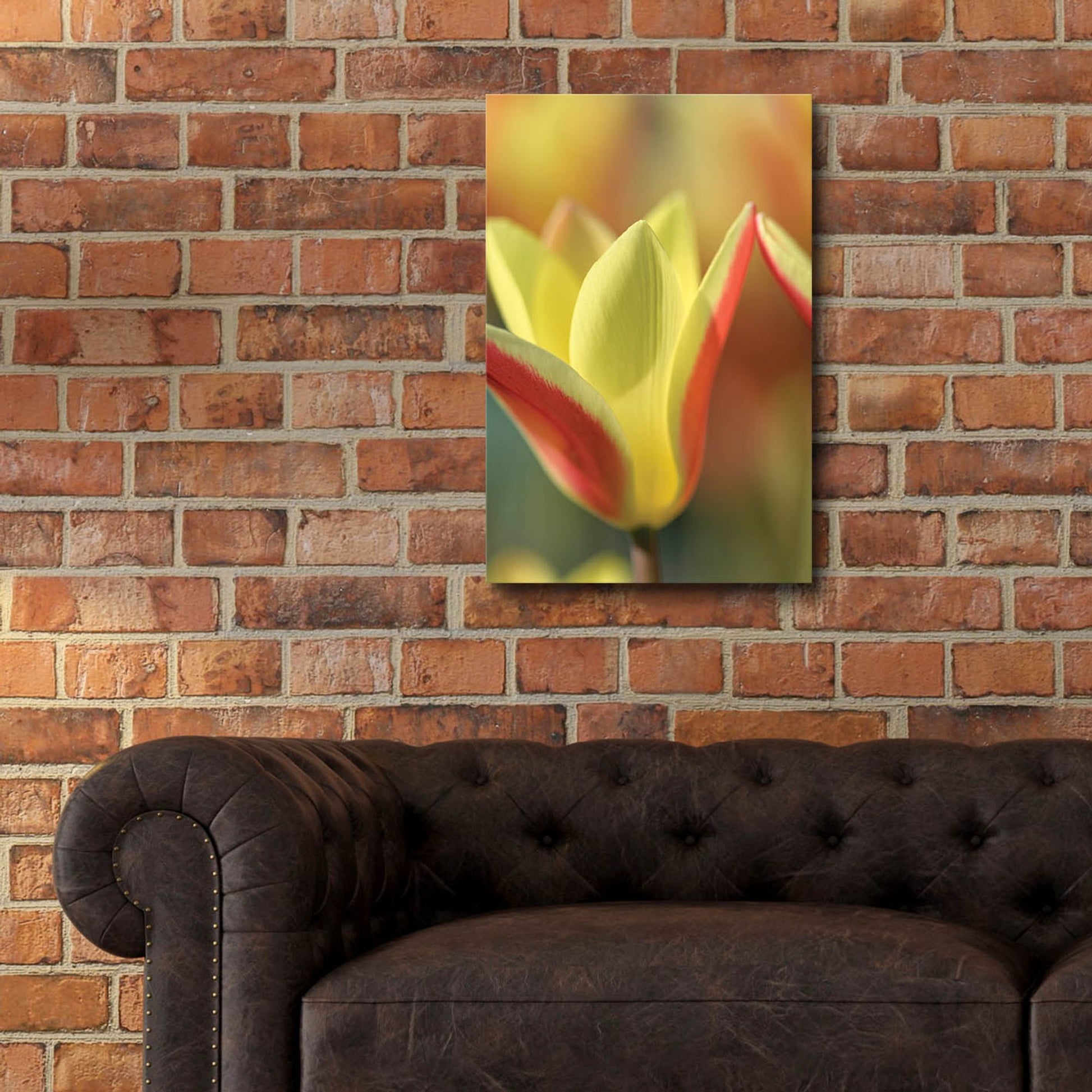 Epic Art 'Tulip Tinka' by Cora Niele, Acrylic Glass Wall Art,16x24