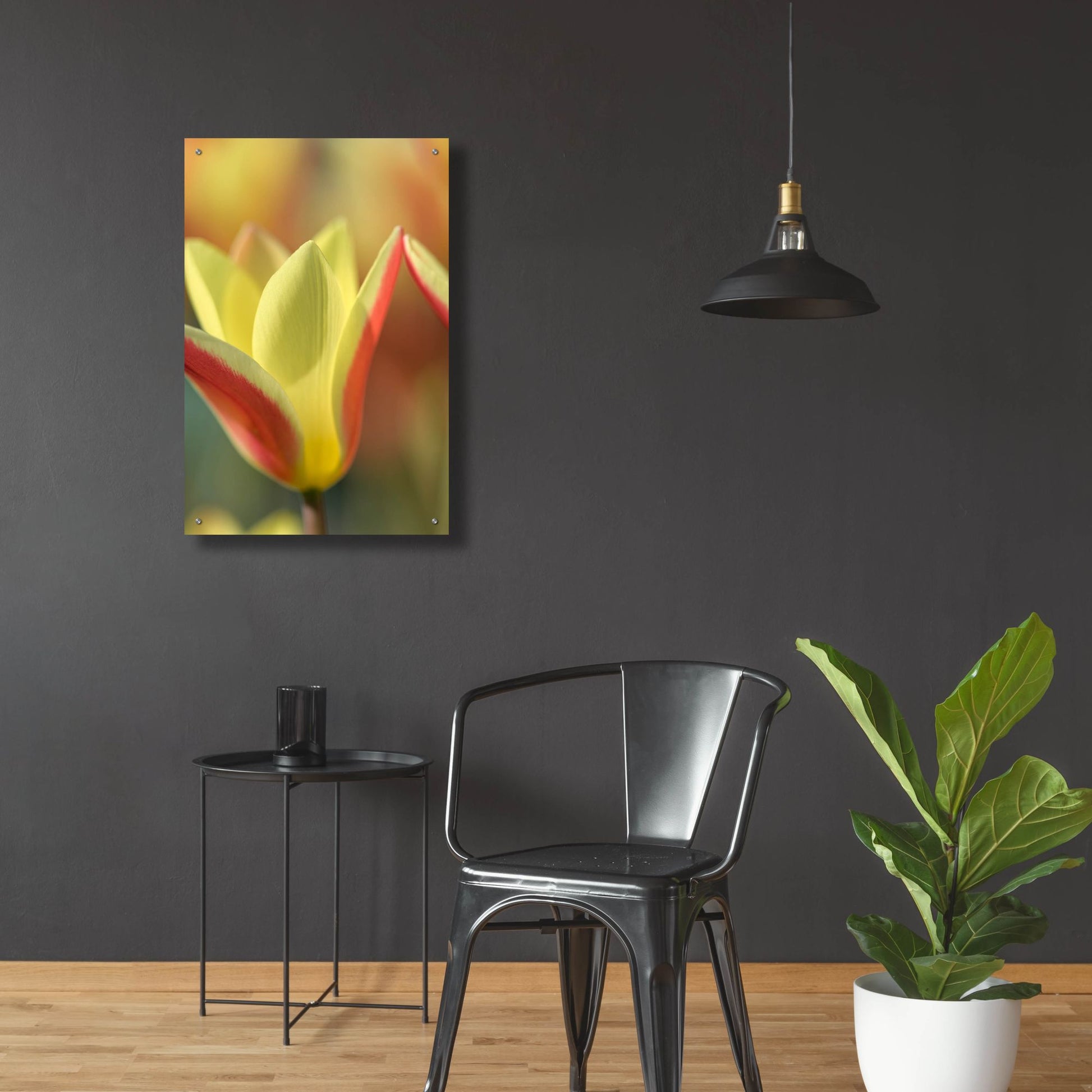 Epic Art 'Tulip Tinka' by Cora Niele, Acrylic Glass Wall Art,24x36