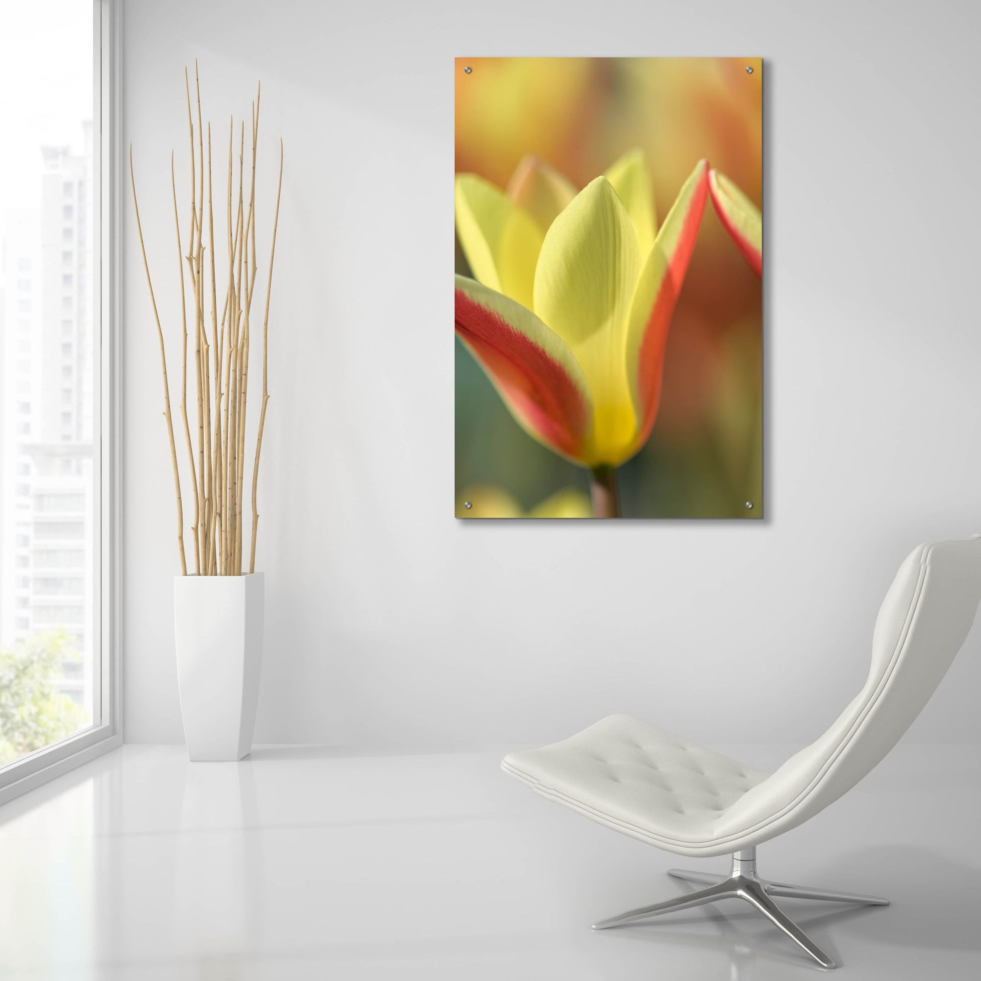 Epic Art 'Tulip Tinka' by Cora Niele, Acrylic Glass Wall Art,24x36