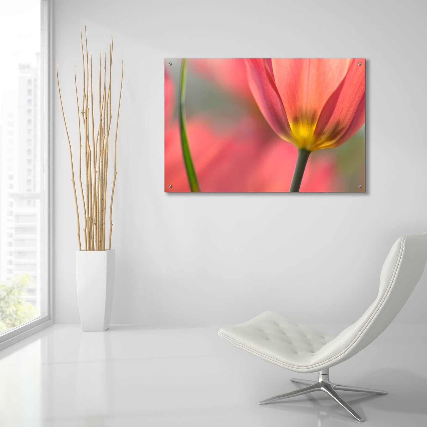 Epic Art 'Tulipa Planifolia' by Cora Niele, Acrylic Glass Wall Art,36x24