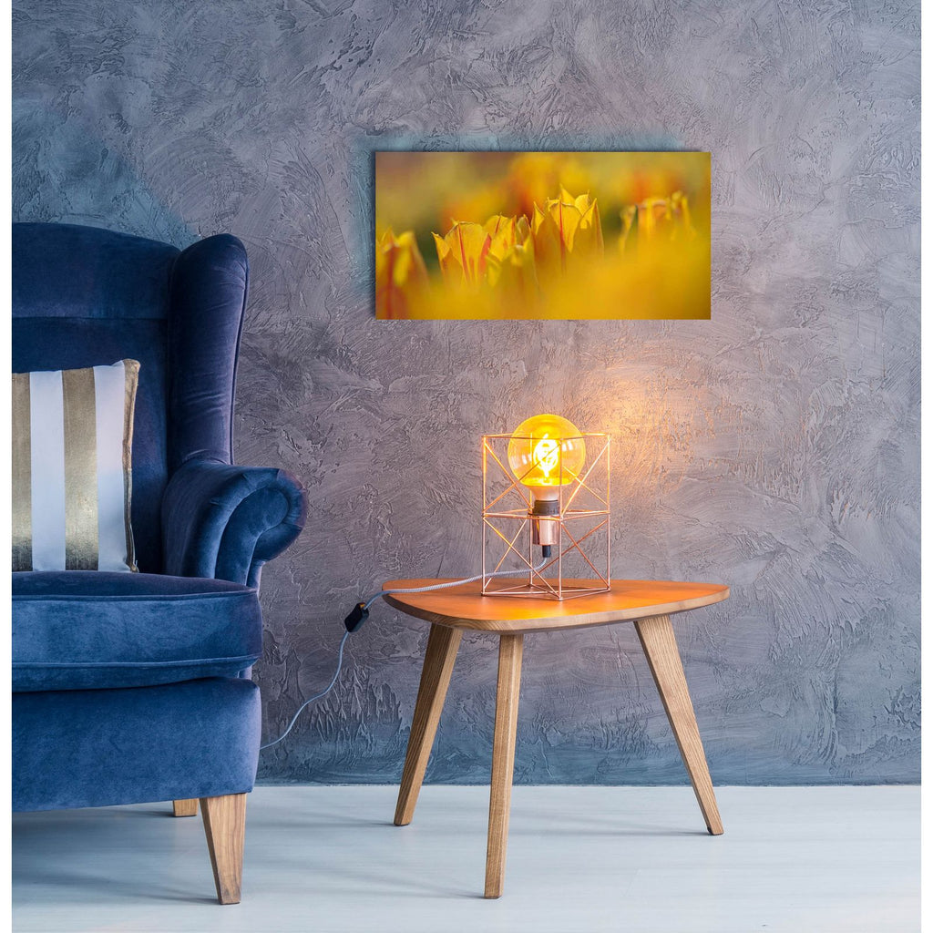 Aurora Tulips by Cora Niele - 24x12 acrylic wall art in a room