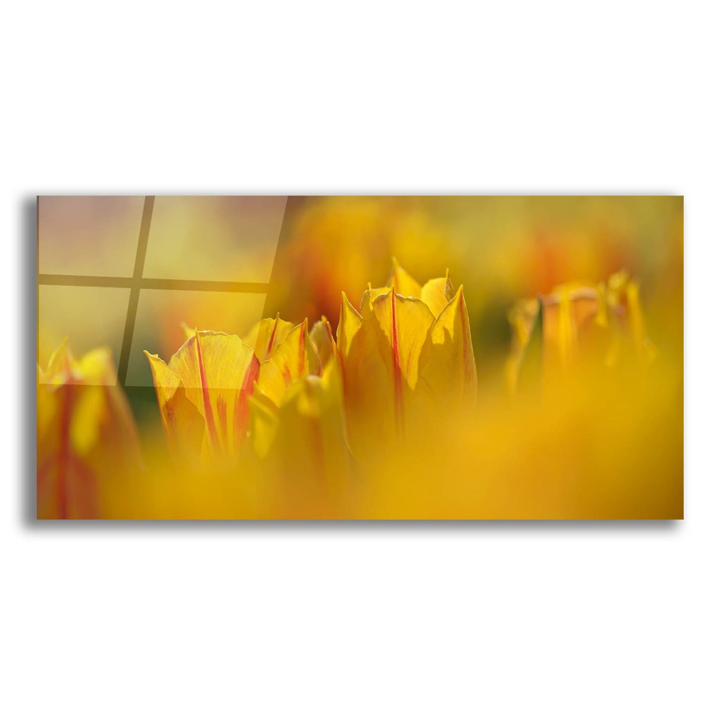 Epic Art 'Aurora Tulips' by Cora Niele, Acrylic Glass Wall Art,24x12