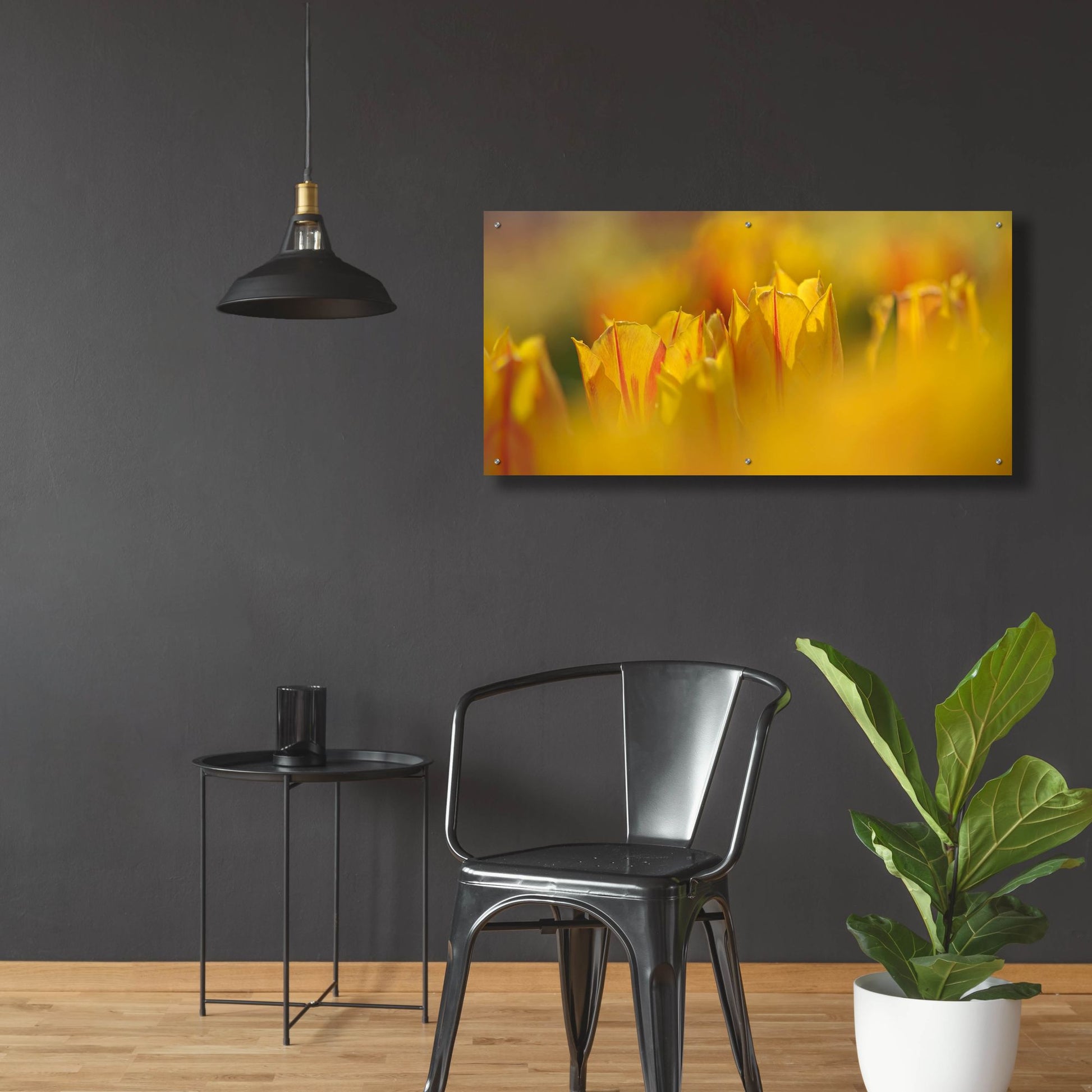 Epic Art 'Aurora Tulips' by Cora Niele, Acrylic Glass Wall Art,48x24