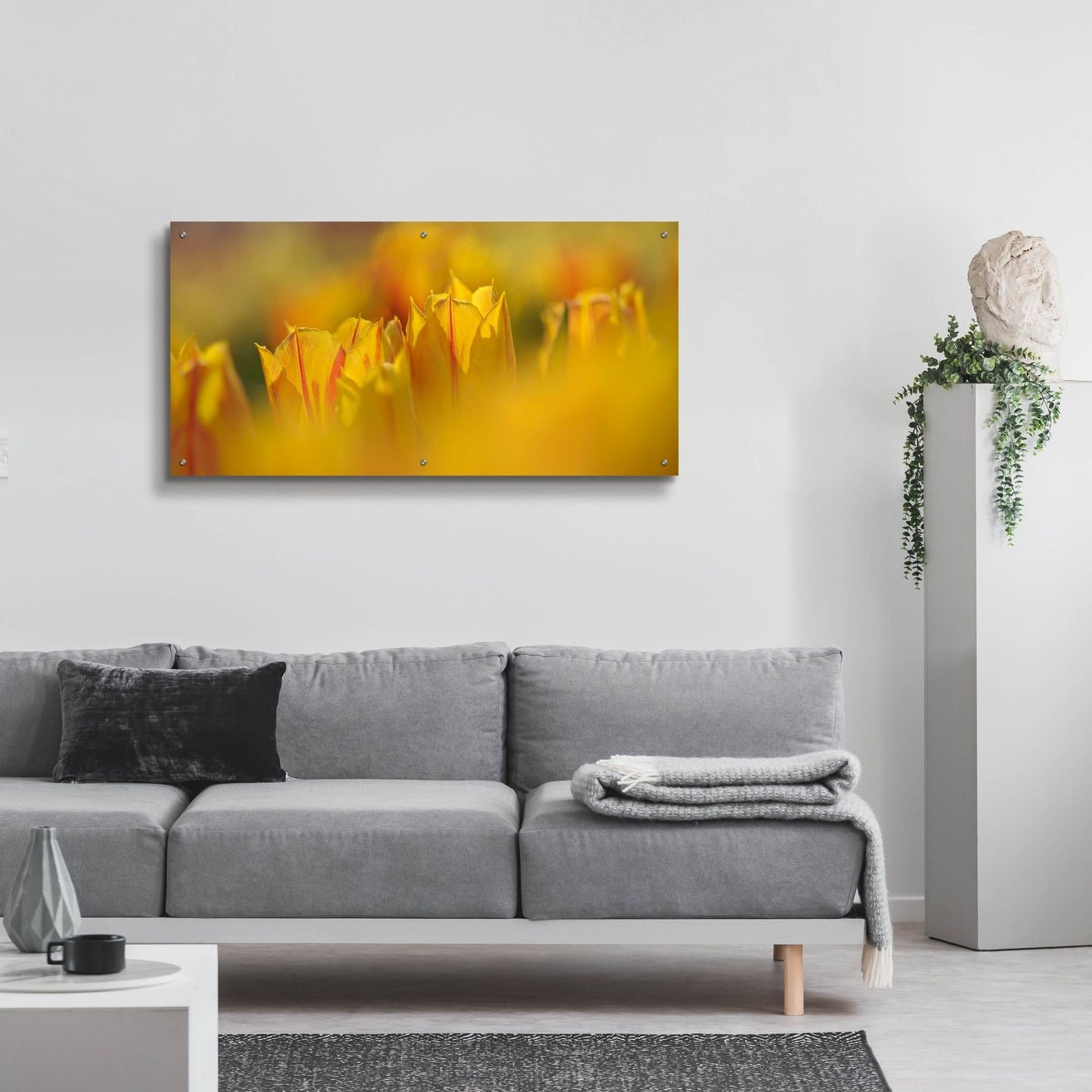 Epic Art 'Aurora Tulips' by Cora Niele, Acrylic Glass Wall Art,48x24