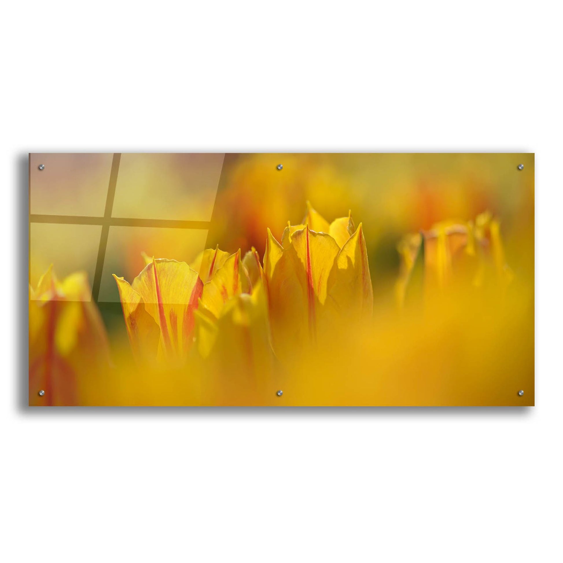 Epic Art 'Aurora Tulips' by Cora Niele, Acrylic Glass Wall Art,48x24