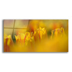 Aurora Tulips by Cora Niele acrylic glass wall art