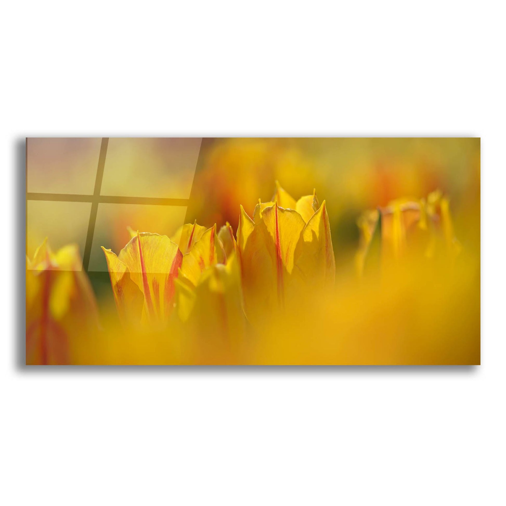 Epic Art 'Aurora Tulips' by Cora Niele, Acrylic Glass Wall Art