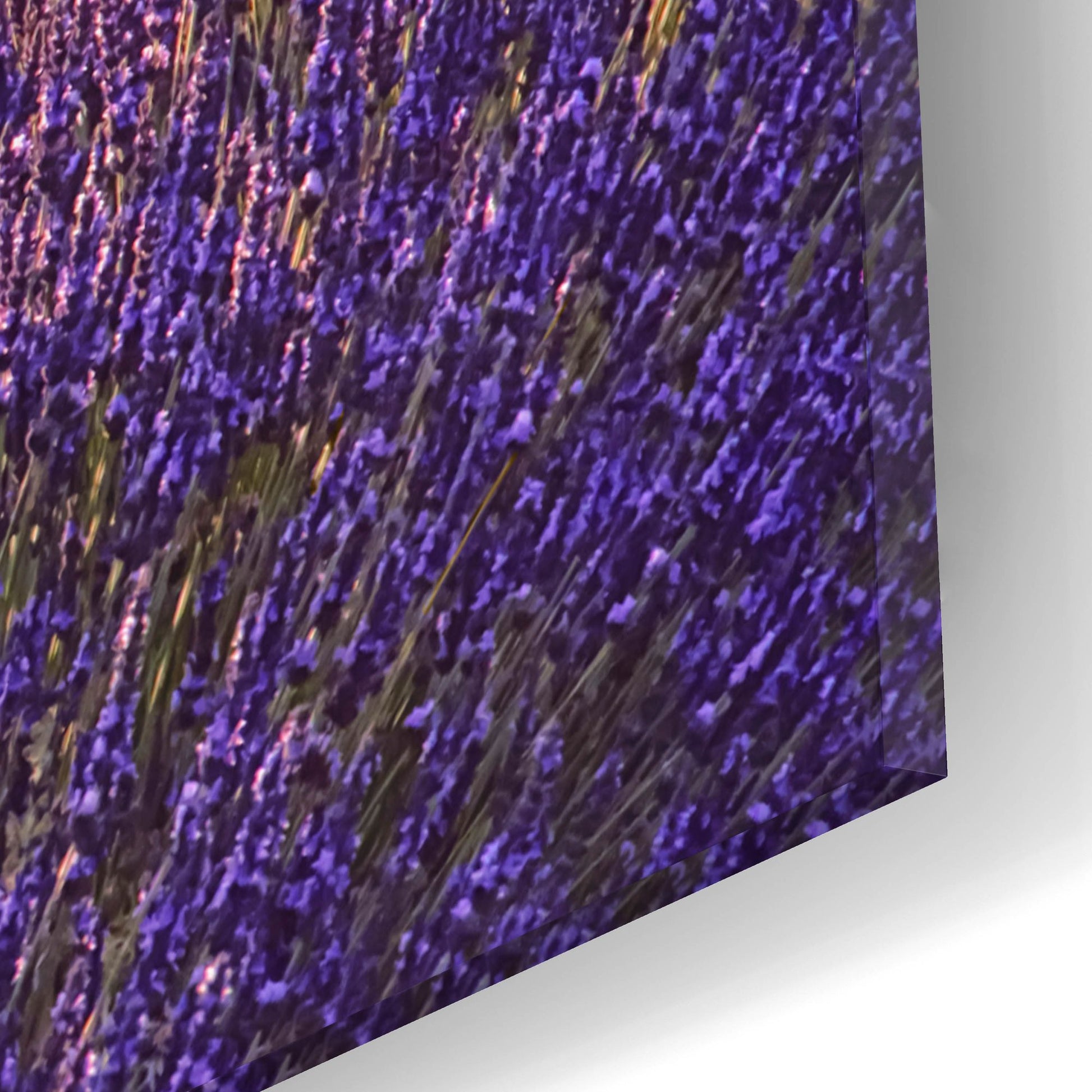 Epic Art 'Lavender Field at Sunset' by Cora Niele, Acrylic Glass Wall Art,16x12