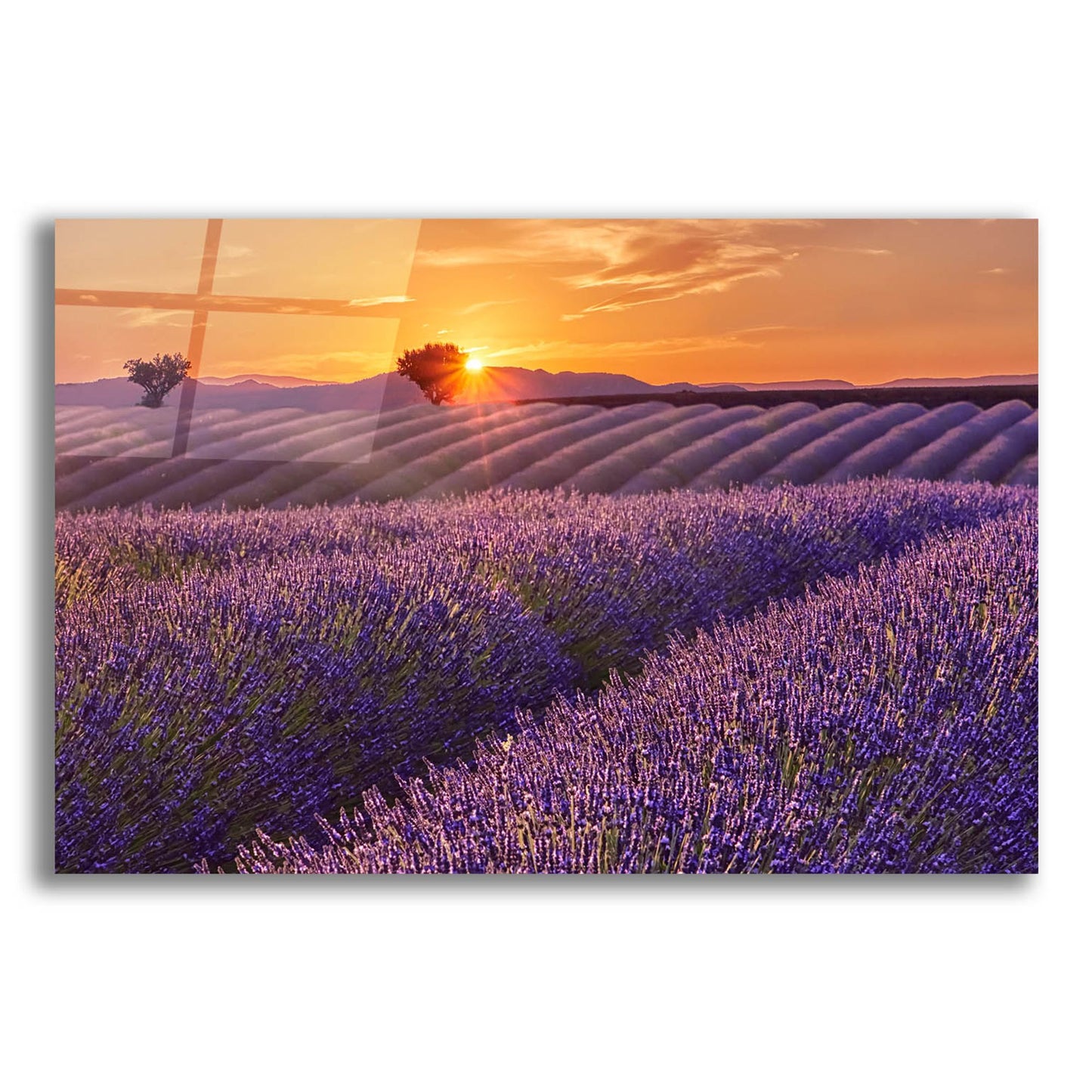 Epic Art 'Lavender Field at Sunset' by Cora Niele, Acrylic Glass Wall Art,16x12