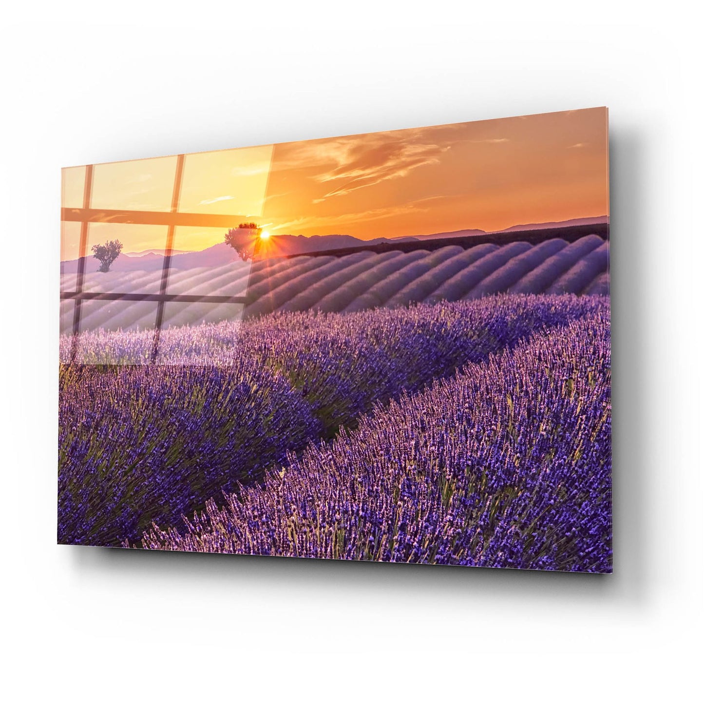 Epic Art 'Lavender Field at Sunset' by Cora Niele, Acrylic Glass Wall Art,24x16