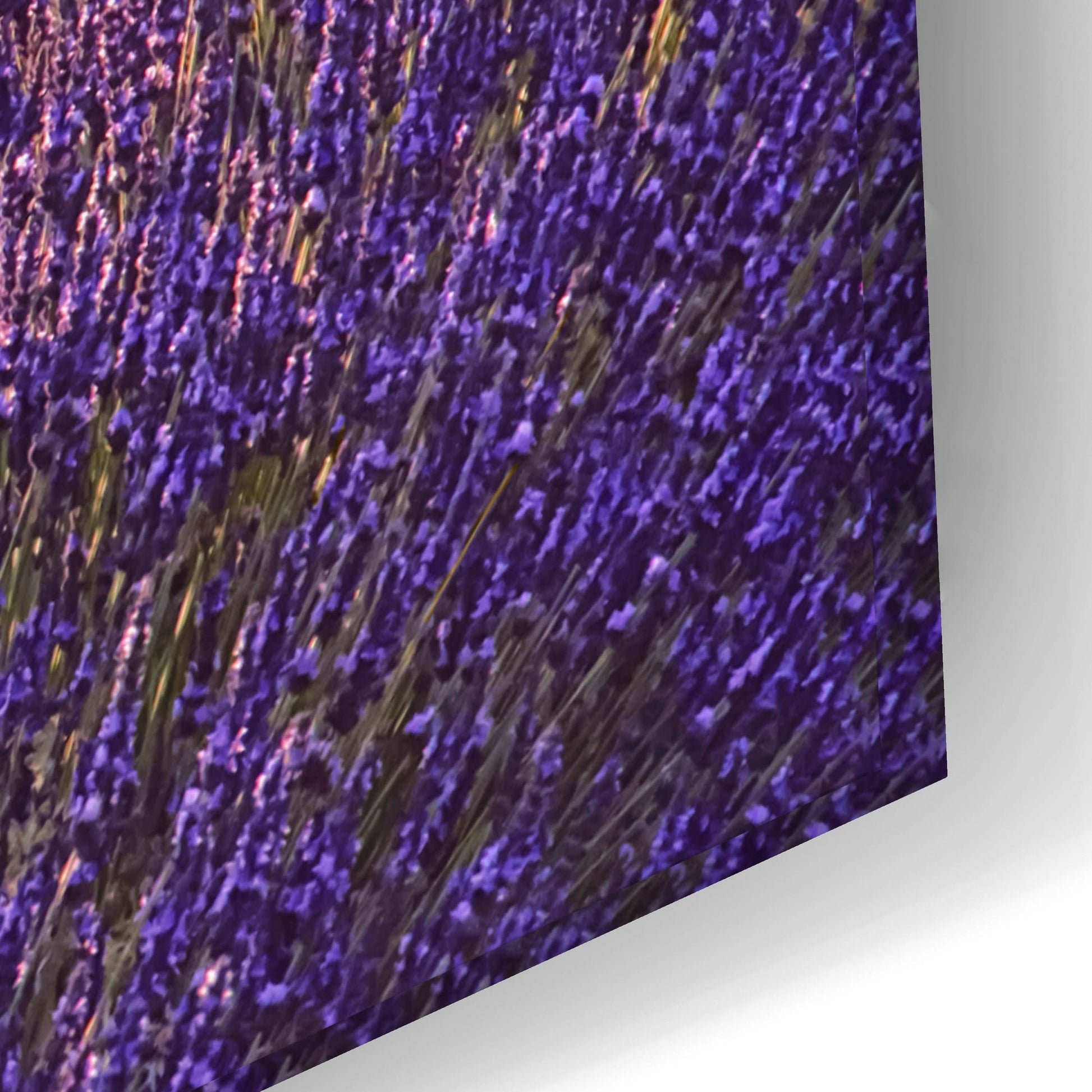 Epic Art 'Lavender Field at Sunset' by Cora Niele, Acrylic Glass Wall Art,24x16