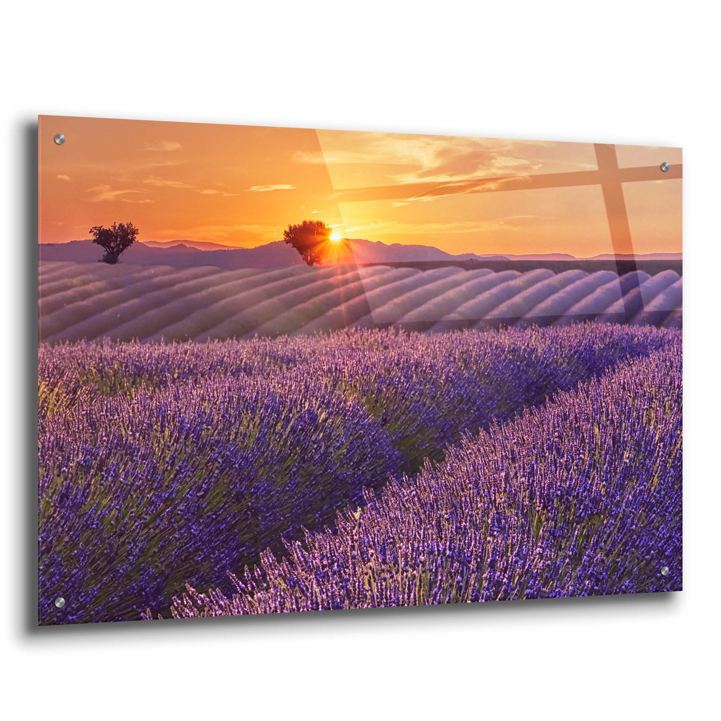 Epic Art 'Lavender Field at Sunset' by Cora Niele, Acrylic Glass Wall Art,36x24