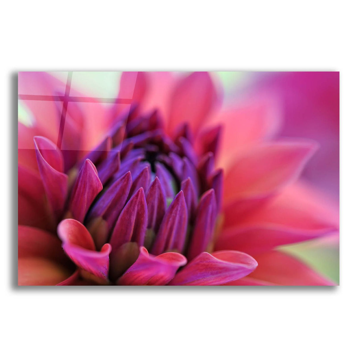 Dahlia Centre Pink Purple by Cora Niele acrylic glass wall art