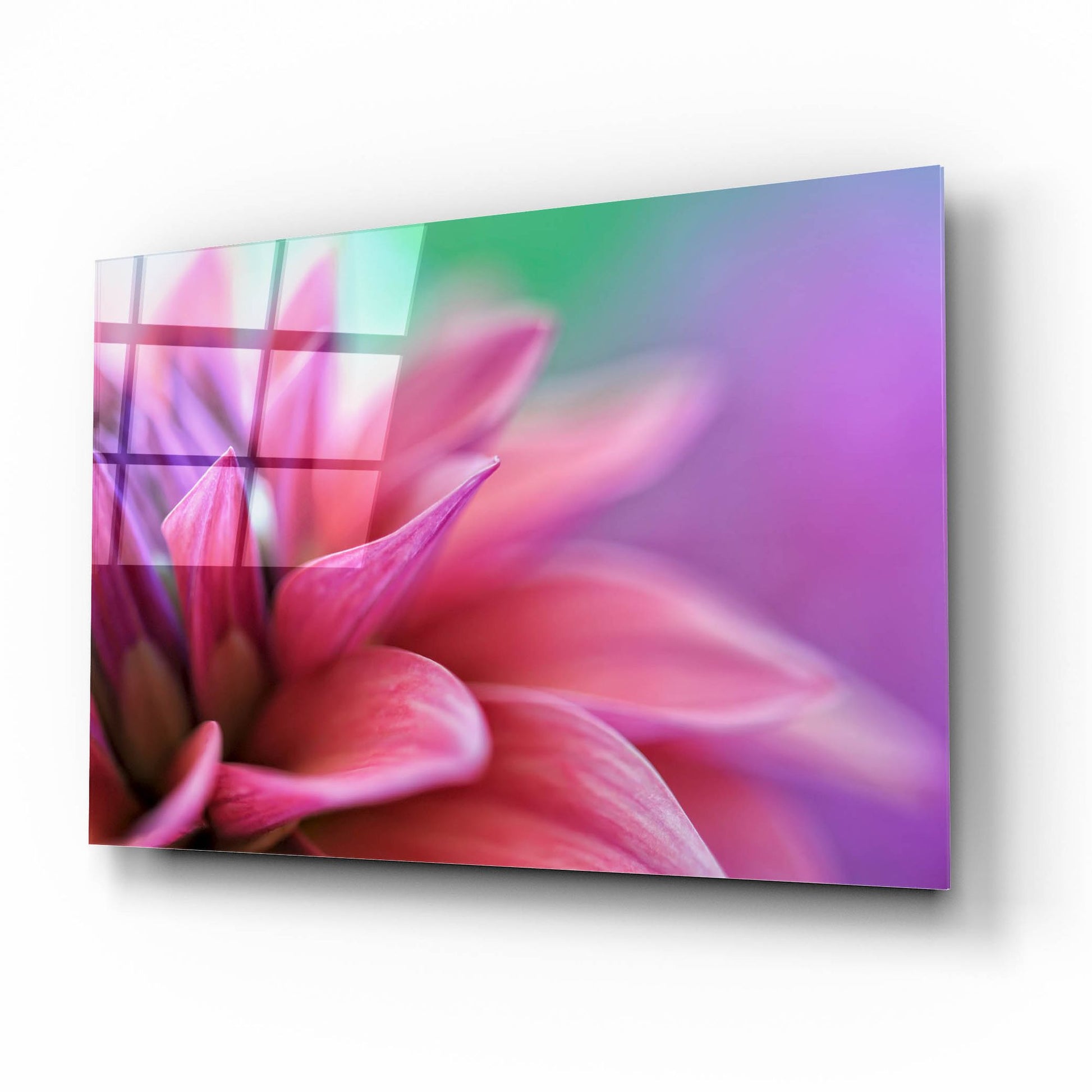 Epic Art 'Dahlia Petals Pink Purple' by Cora Niele, Acrylic Glass Wall Art,16x12