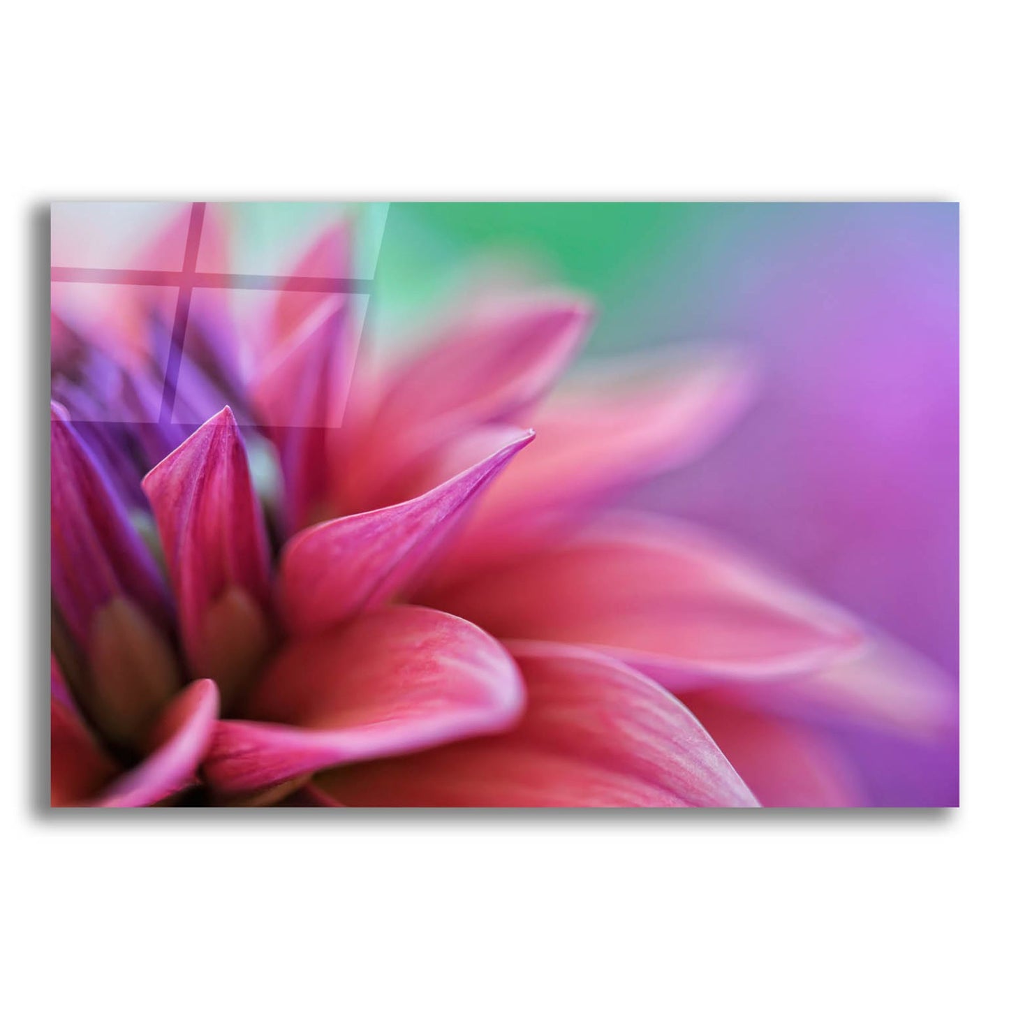 Epic Art 'Dahlia Petals Pink Purple' by Cora Niele, Acrylic Glass Wall Art,16x12