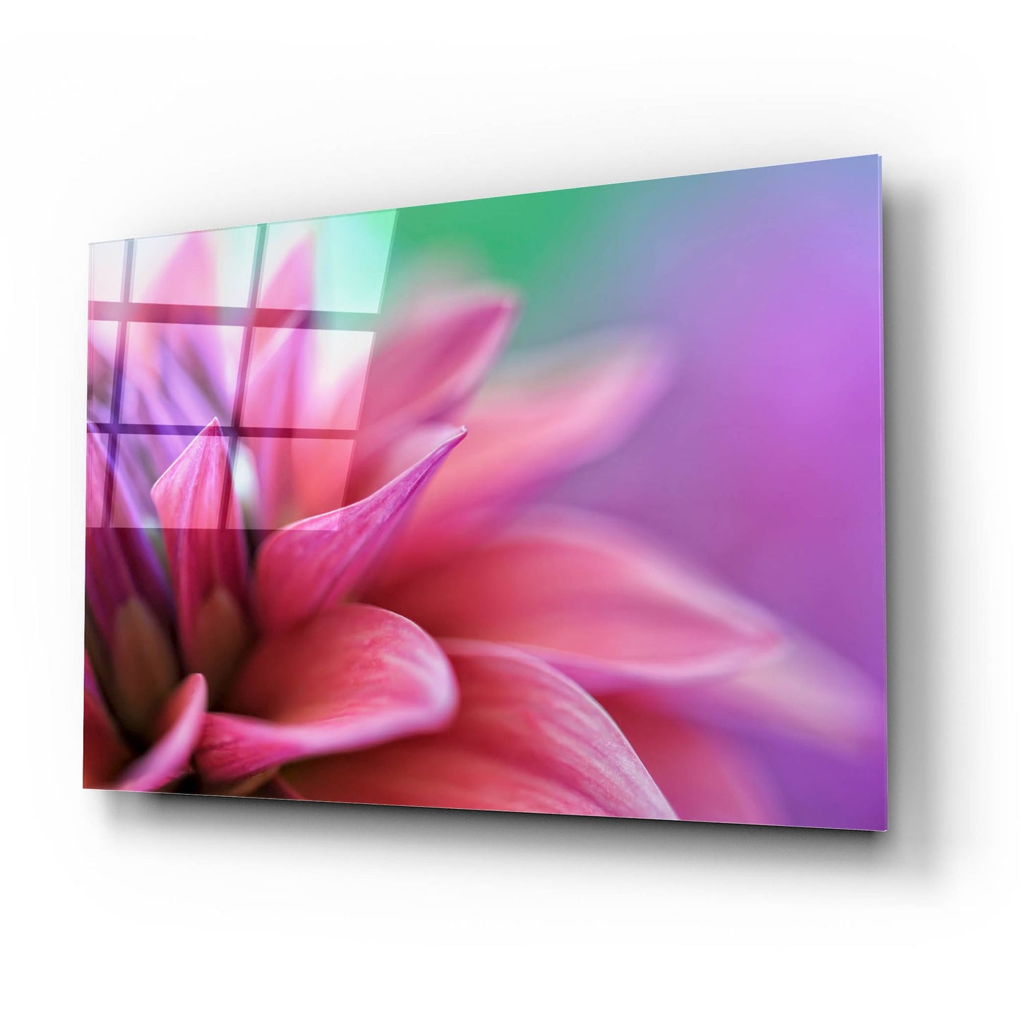 Epic Art 'Dahlia Petals Pink Purple' by Cora Niele, Acrylic Glass Wall Art,24x16