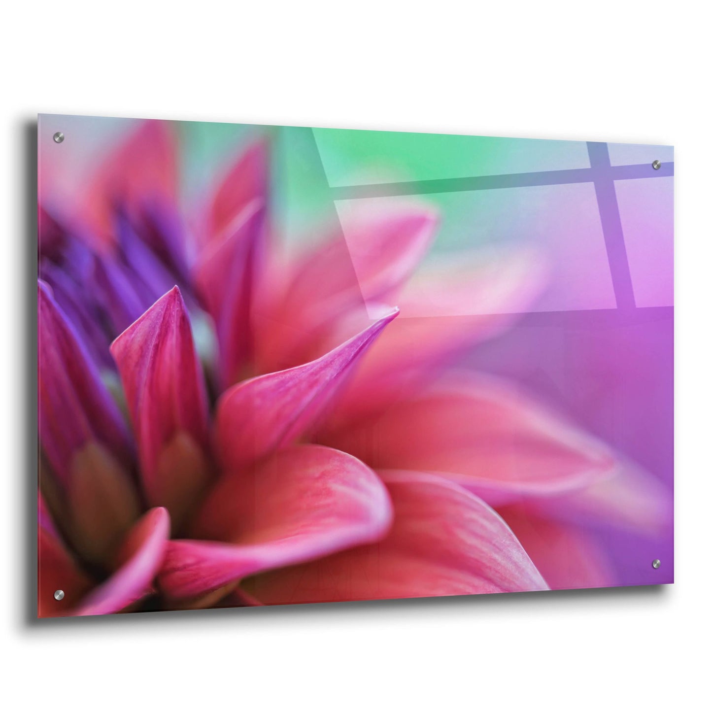 Epic Art 'Dahlia Petals Pink Purple' by Cora Niele, Acrylic Glass Wall Art,36x24