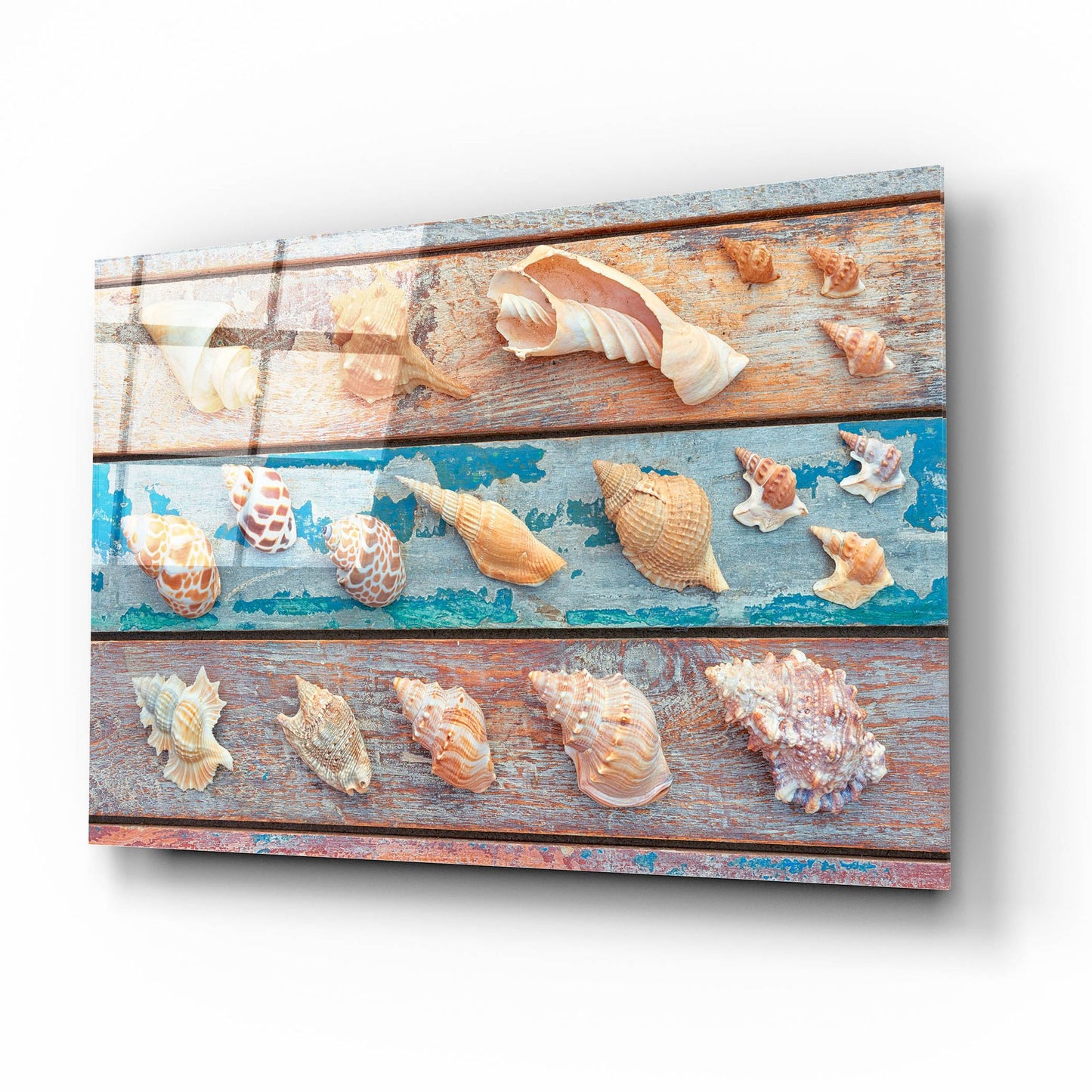 Epic Art 'Sea Snail Shells' by Cora Niele, Acrylic Glass Wall Art,16x12