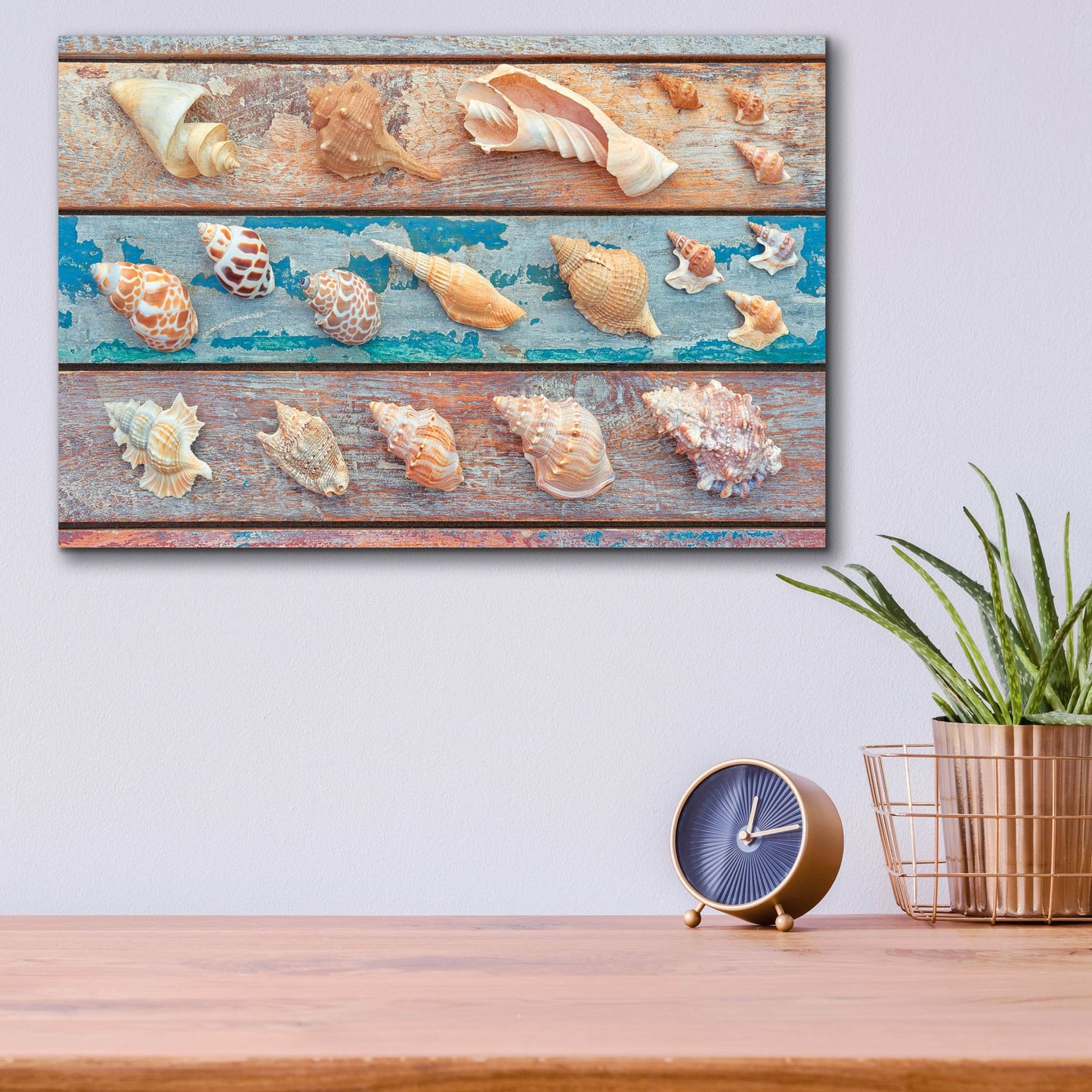 Epic Art 'Sea Snail Shells' by Cora Niele, Acrylic Glass Wall Art,16x12