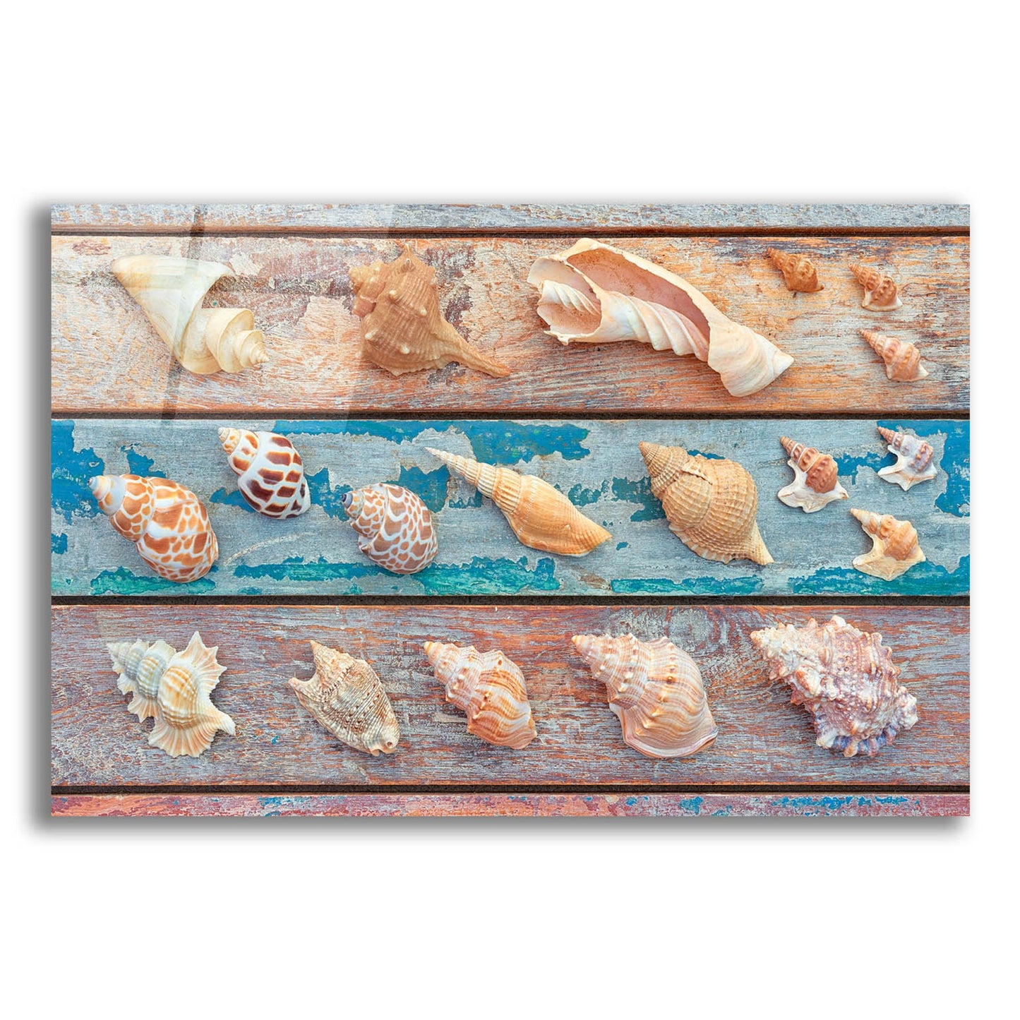 Epic Art 'Sea Snail Shells' by Cora Niele, Acrylic Glass Wall Art,16x12