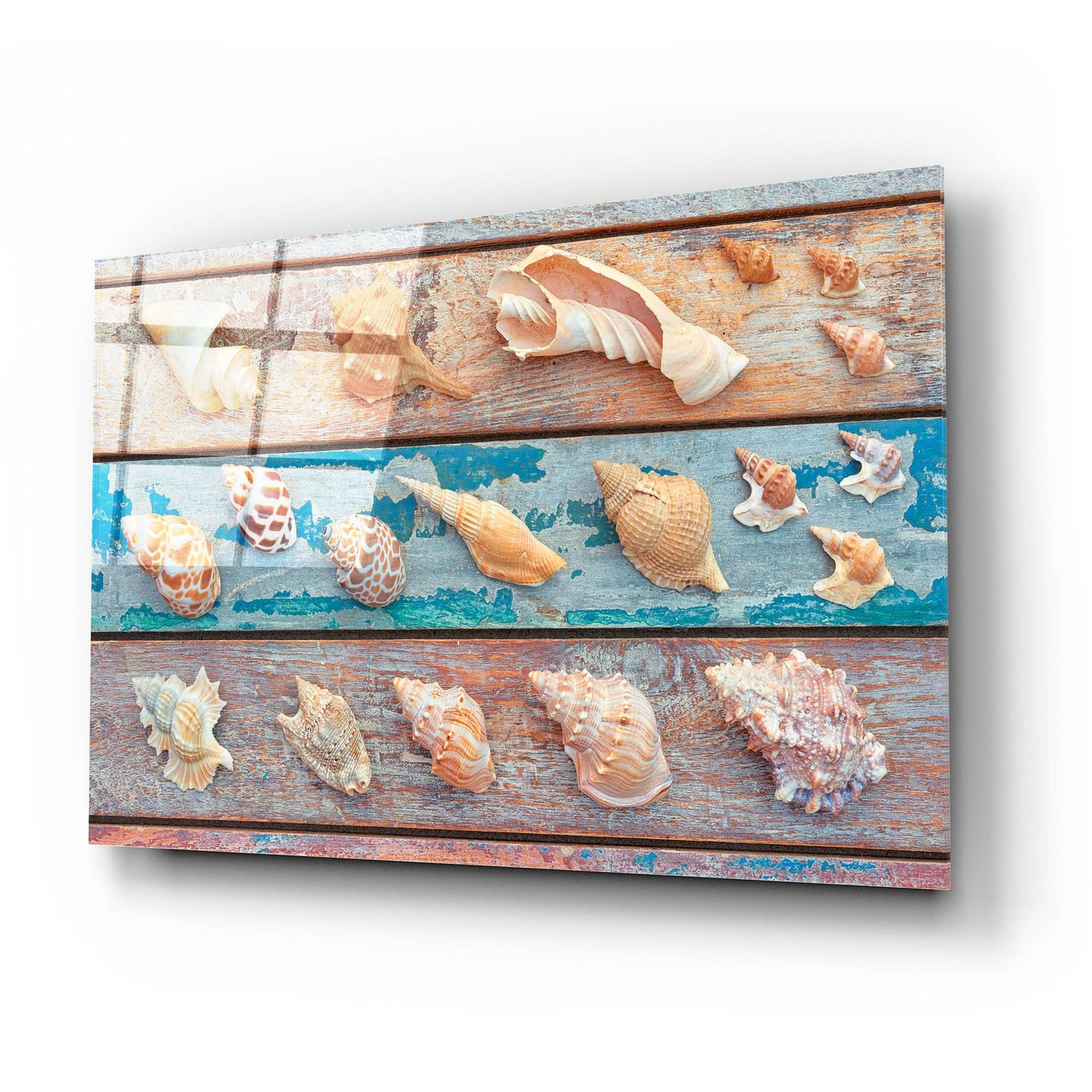 Epic Art 'Sea Snail Shells' by Cora Niele, Acrylic Glass Wall Art,24x16