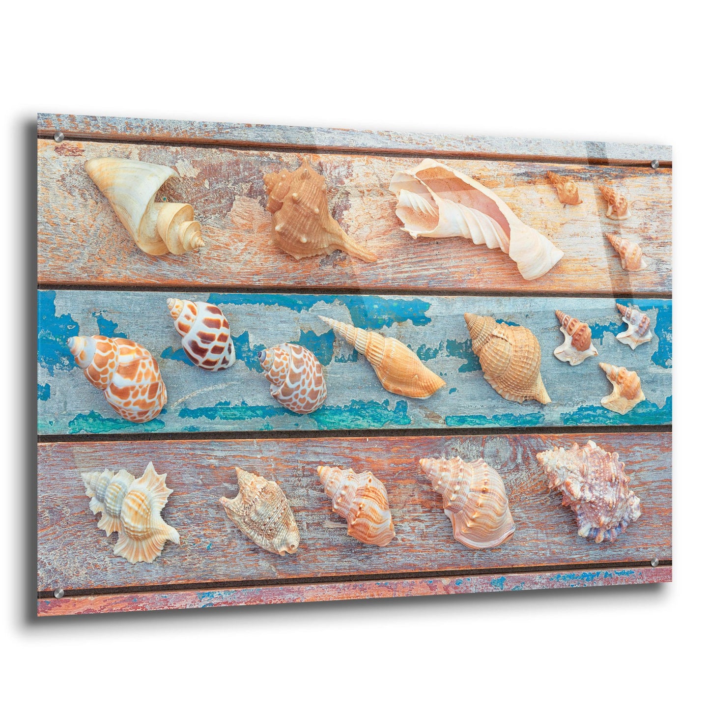 Epic Art 'Sea Snail Shells' by Cora Niele, Acrylic Glass Wall Art,36x24