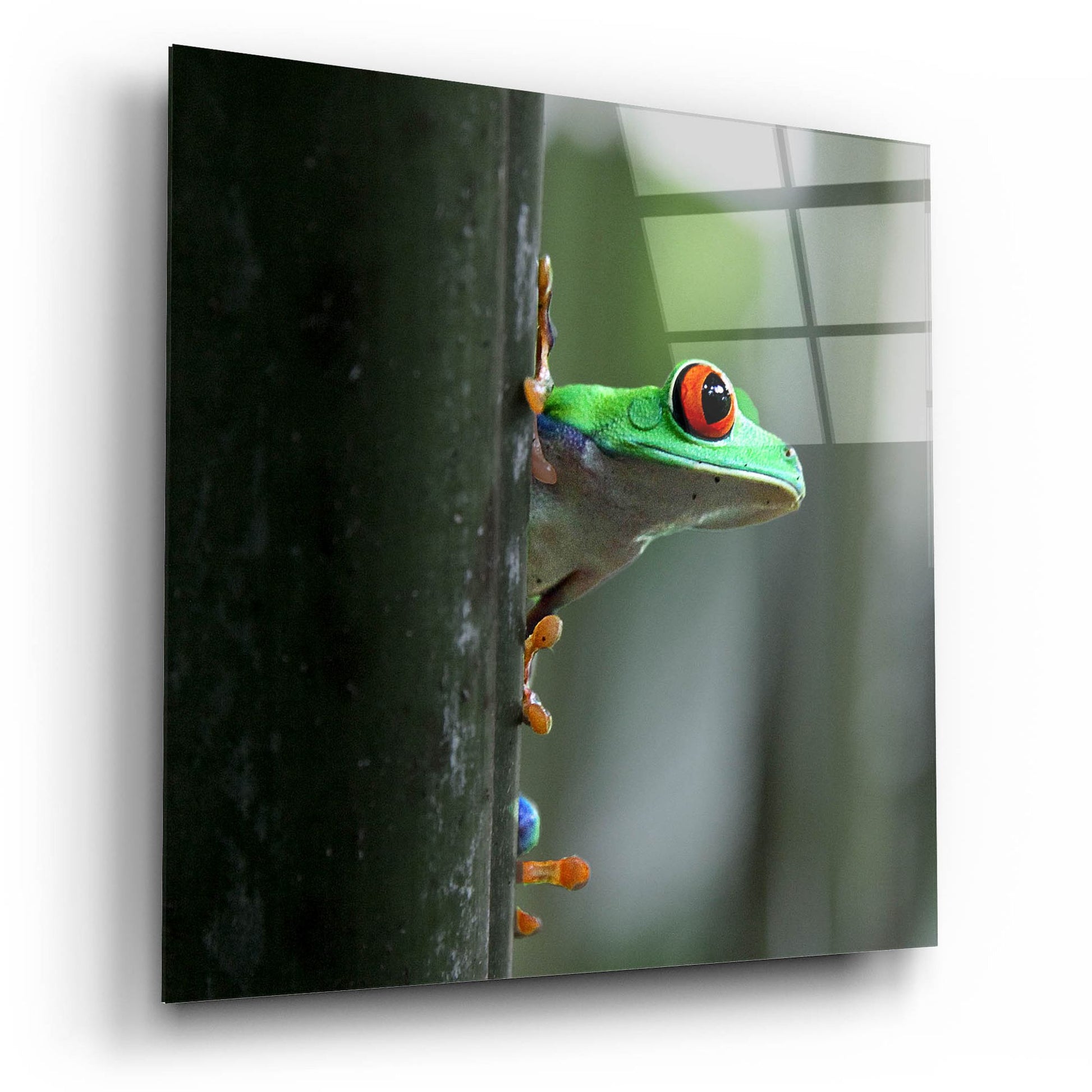 Epic Art 'Red Eyed Tree Frog' by Dana Brett Munach, Acrylic Glass Wall Art,12x12