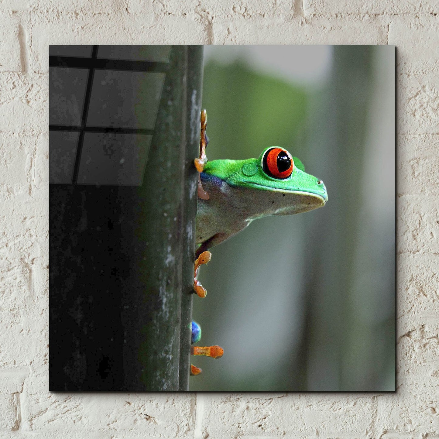 Epic Art 'Red Eyed Tree Frog' by Dana Brett Munach, Acrylic Glass Wall Art,12x12