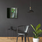 Epic Art 'Red Eyed Tree Frog' by Dana Brett Munach, Acrylic Glass Wall Art,24x24
