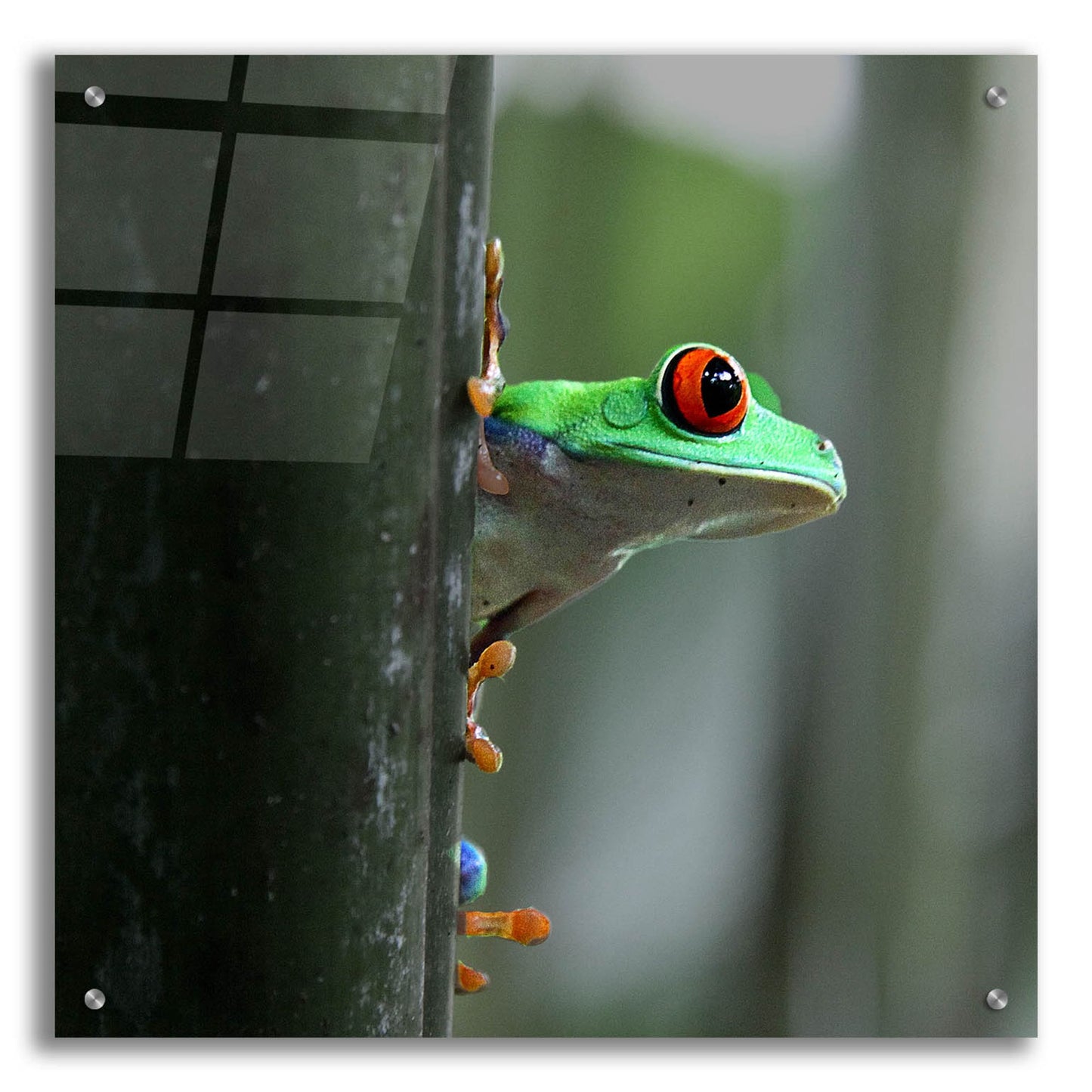 Epic Art 'Red Eyed Tree Frog' by Dana Brett Munach, Acrylic Glass Wall Art,24x24