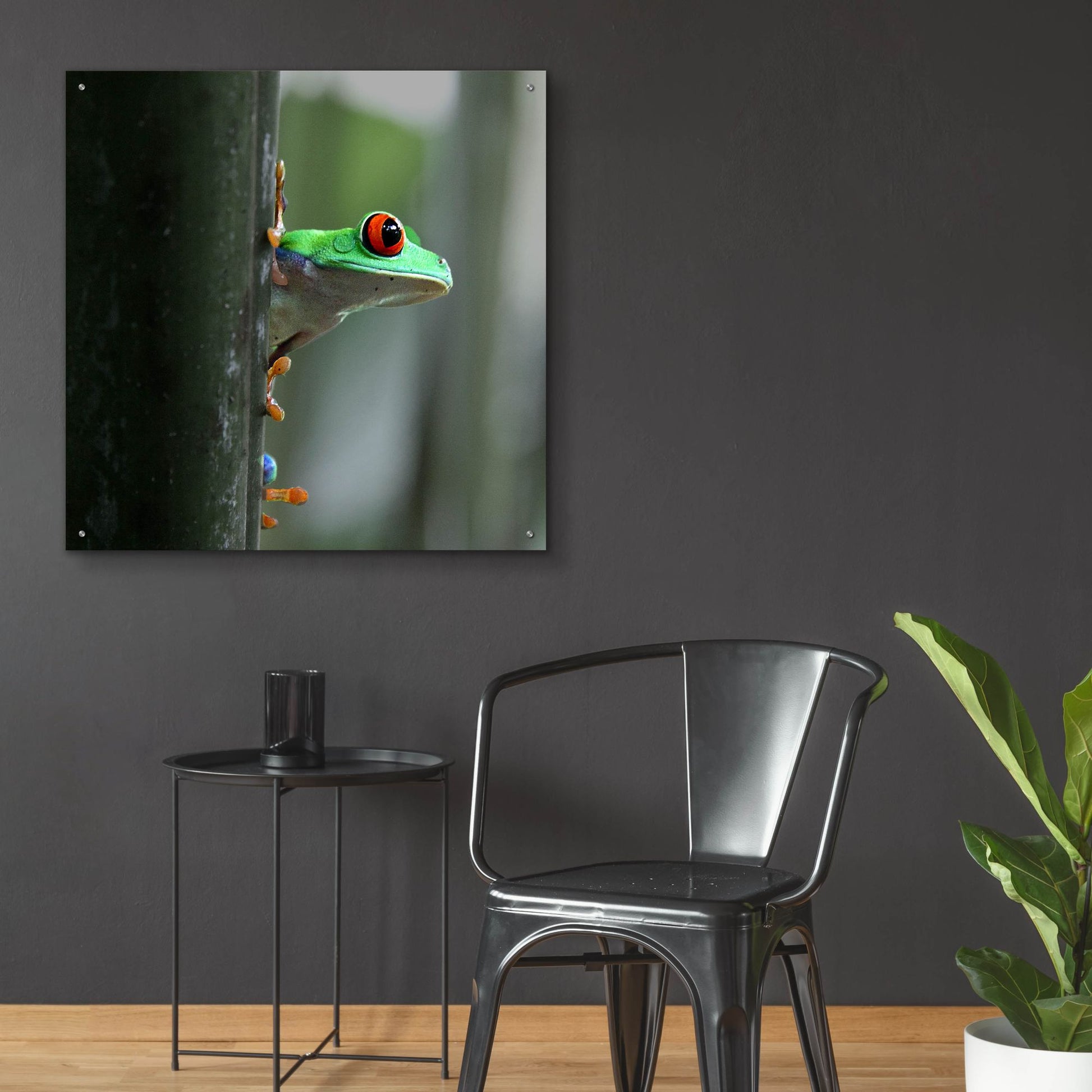 Epic Art 'Red Eyed Tree Frog' by Dana Brett Munach, Acrylic Glass Wall Art,36x36