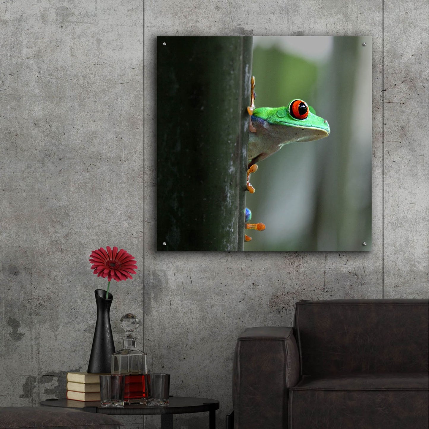 Epic Art 'Red Eyed Tree Frog' by Dana Brett Munach, Acrylic Glass Wall Art,36x36