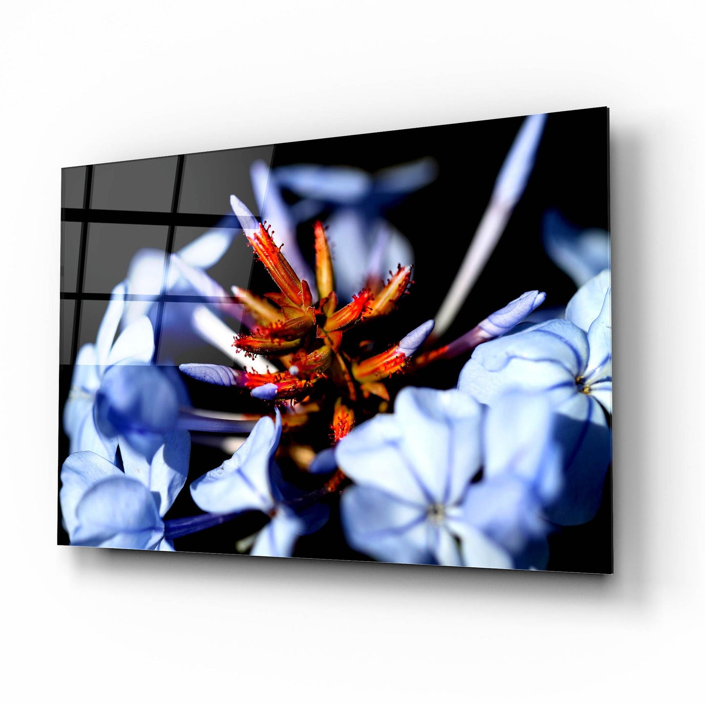 Epic Art 'Blue And Orange Flower' by Dana Brett Munach, Acrylic Glass Wall Art,16x12