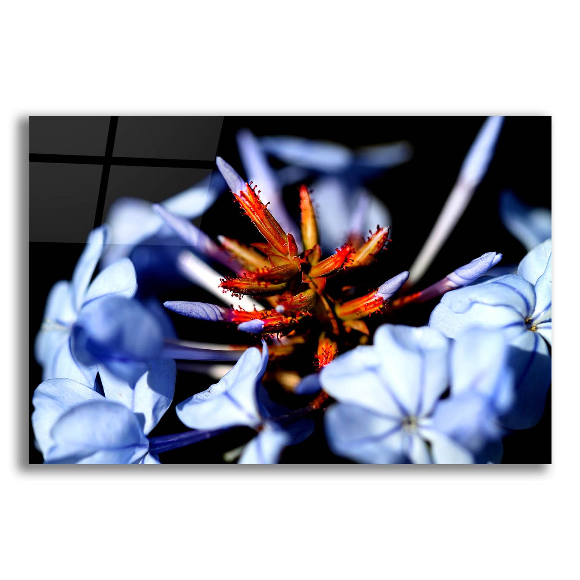 Epic Art 'Blue And Orange Flower' by Dana Brett Munach, Acrylic Glass Wall Art,16x12