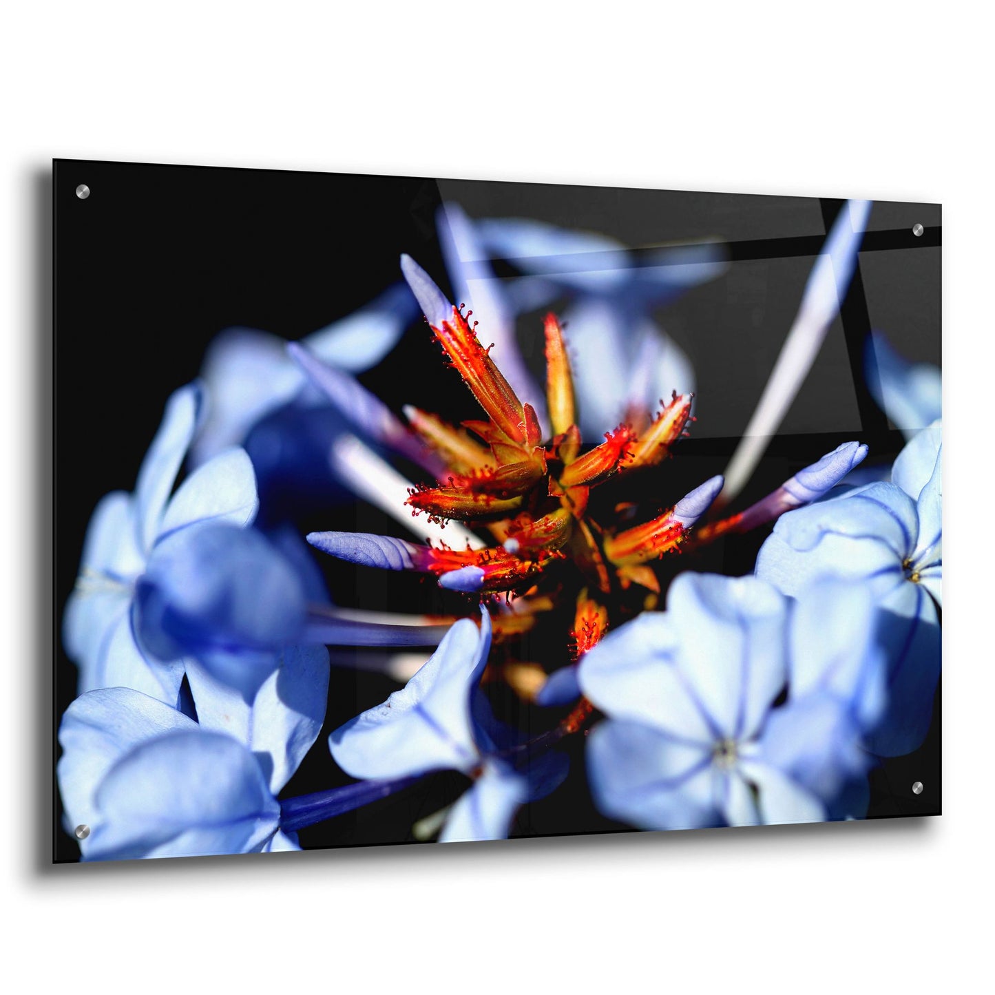 Epic Art 'Blue And Orange Flower' by Dana Brett Munach, Acrylic Glass Wall Art,36x24